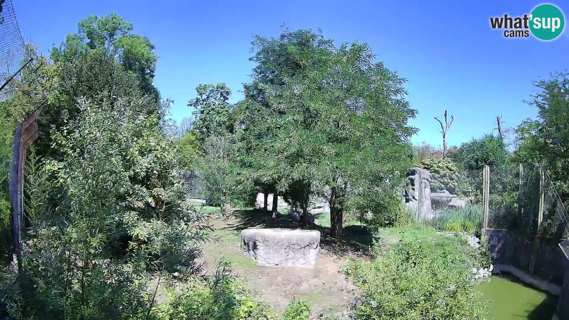 Zoo Zagreb – Leones