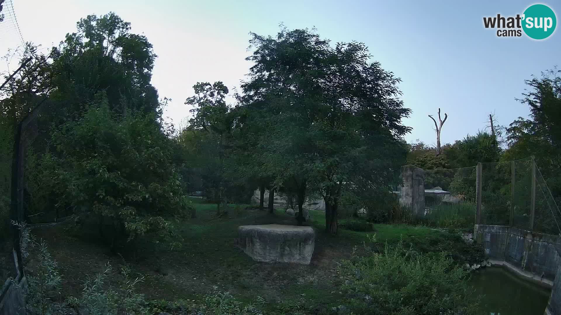 Zoo Zagreb – Leones