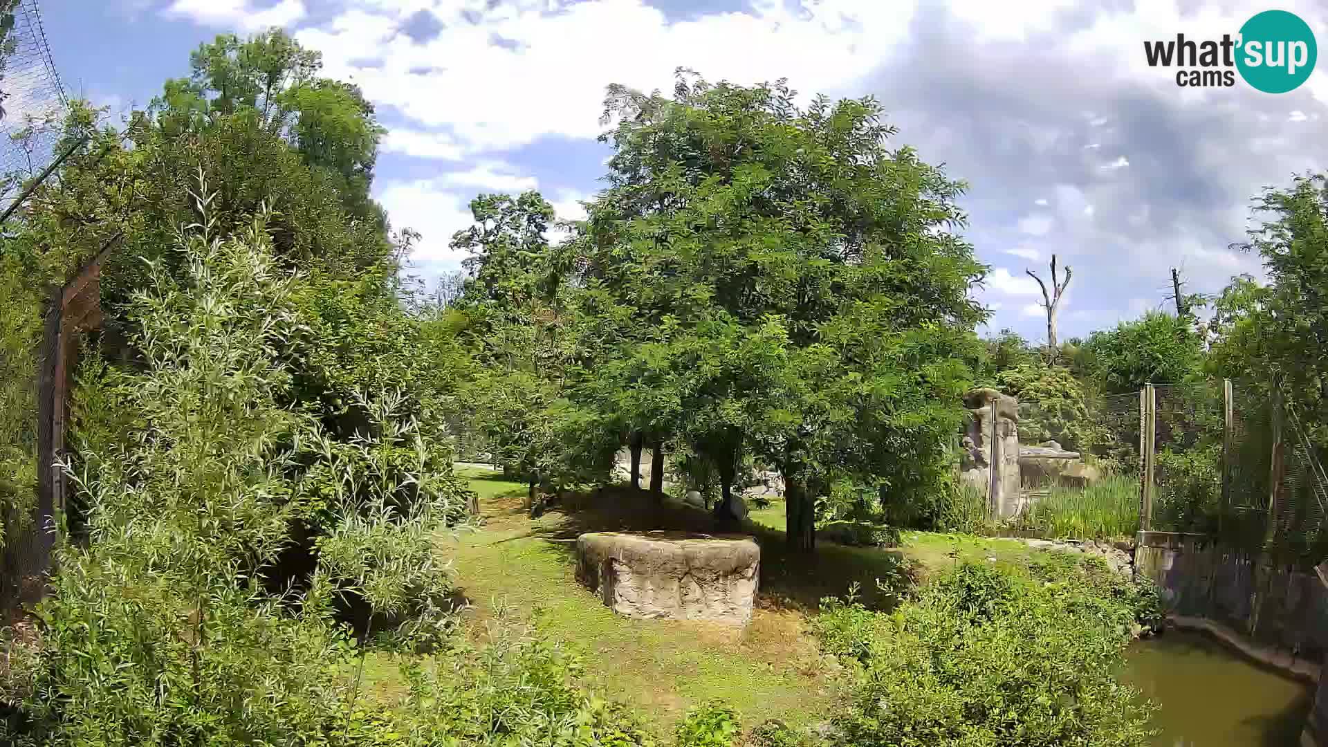 Zoo Zagreb – Lavovi