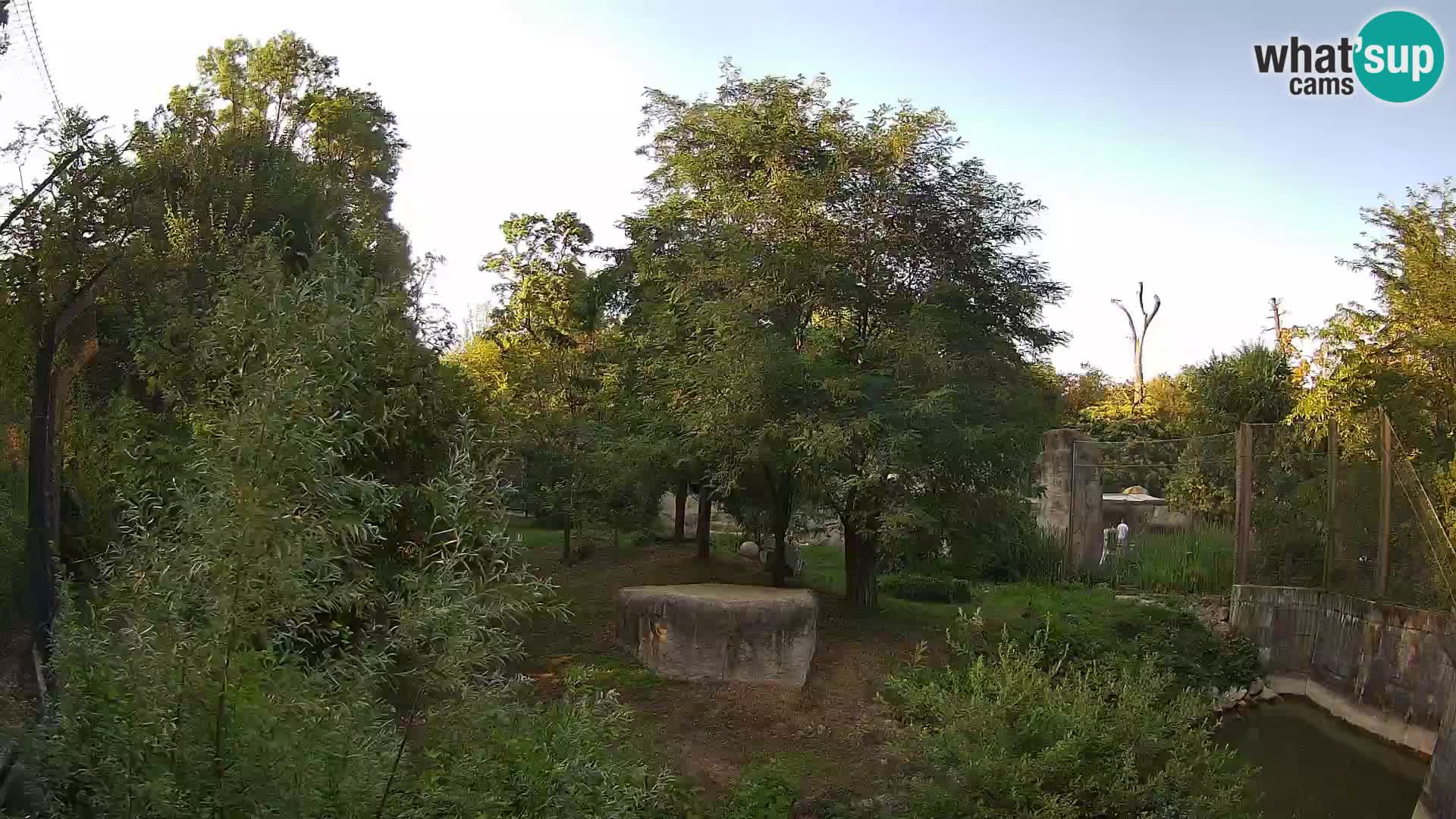 Zoo Zagreb – Lavovi