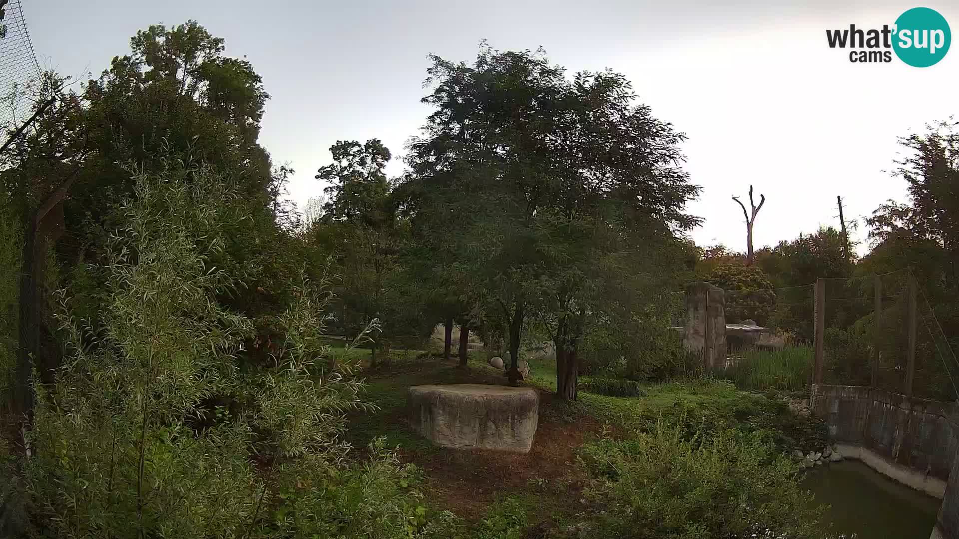 Zoo Zagreb – Löwen
