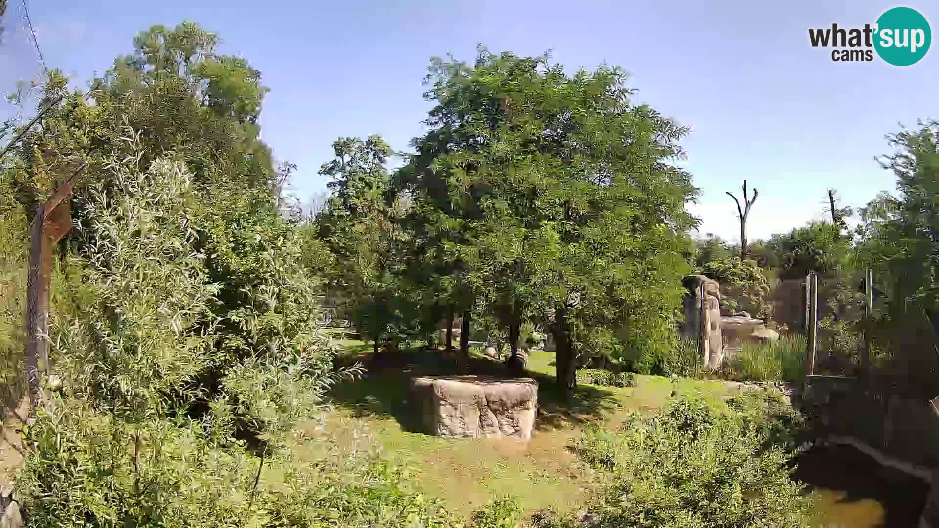 Spletna kamera Zoo Zagreb – Levi