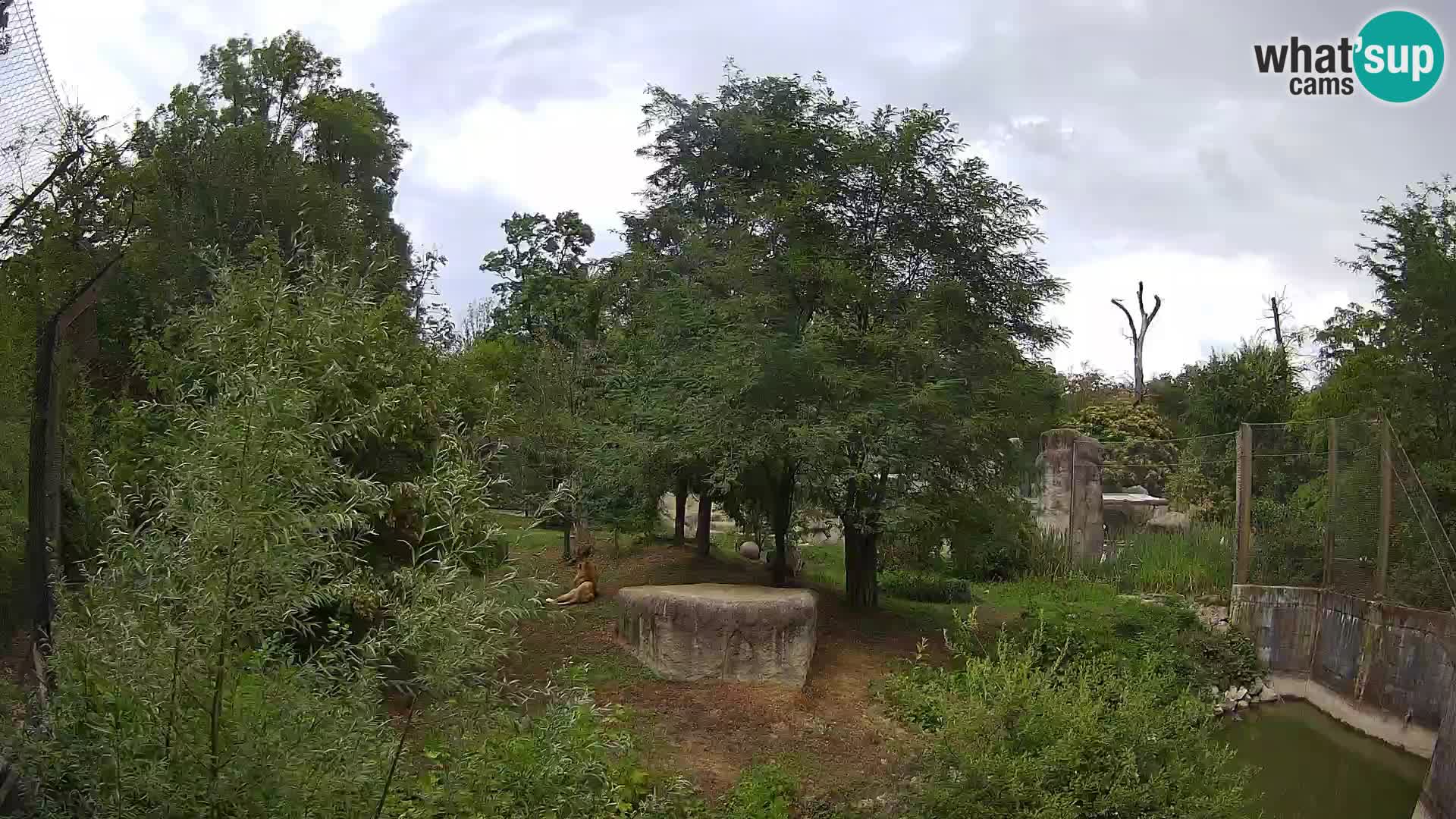 Zoo Zagreb – Leoni