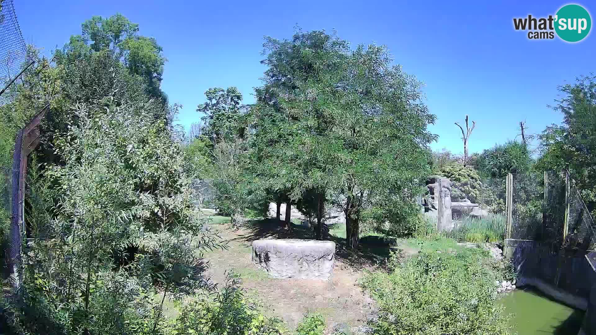 Zoo Zagreb – Löwen
