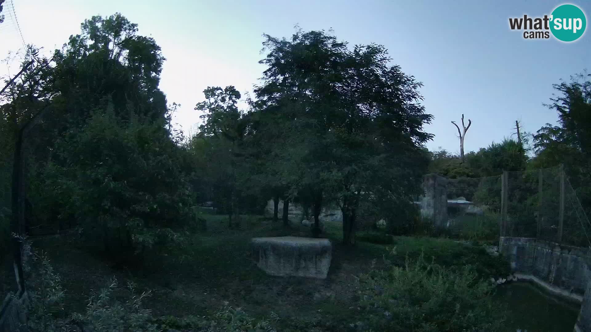 Zoo Zagreb – Lavovi