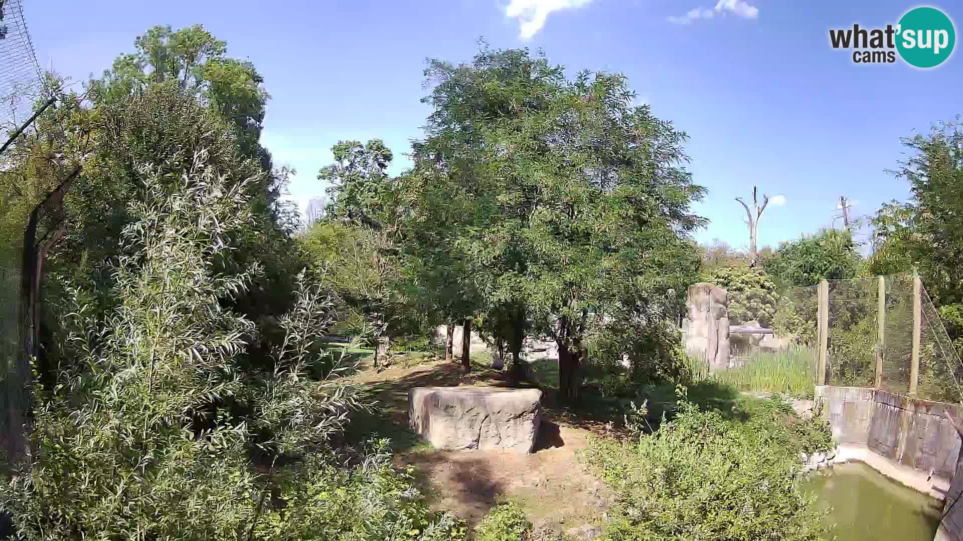 Zoo Zagreb – Lion