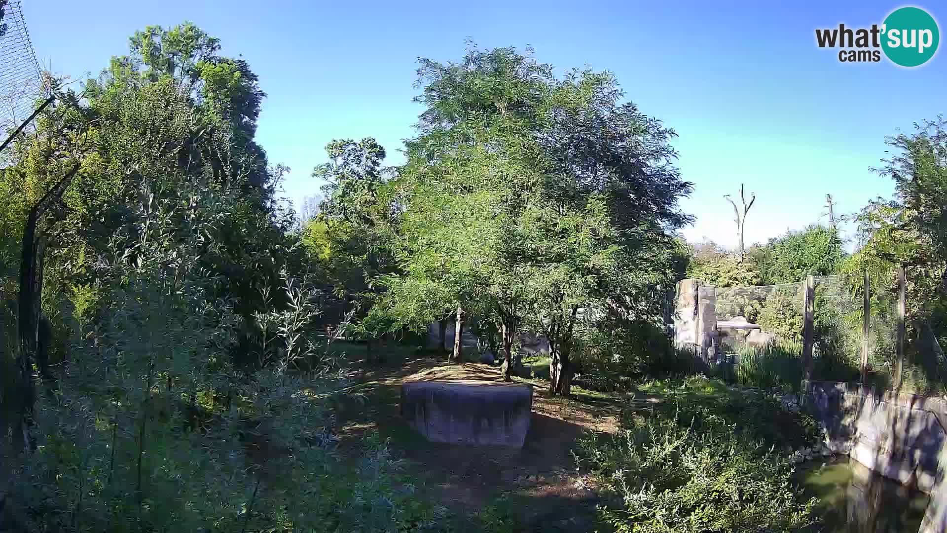 Zoo Zagreb – Lion