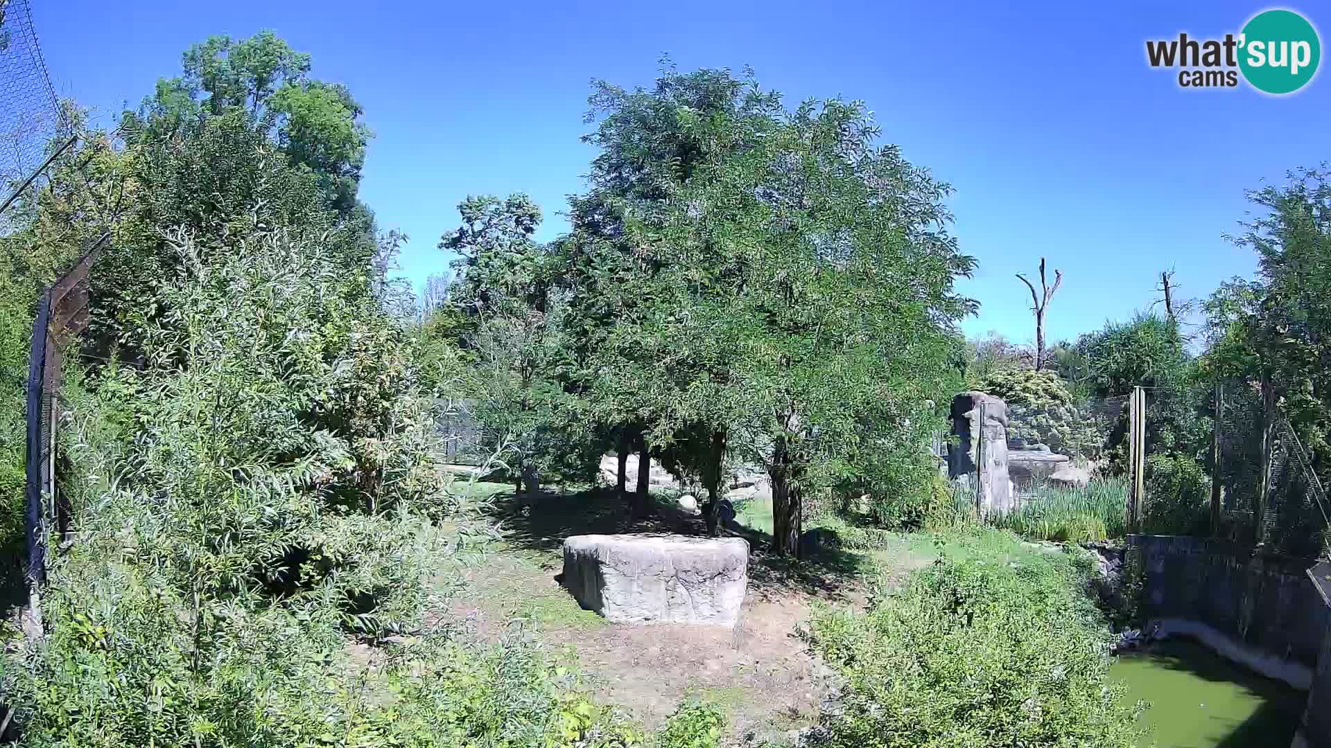 Zoo Zagreb – Löwen