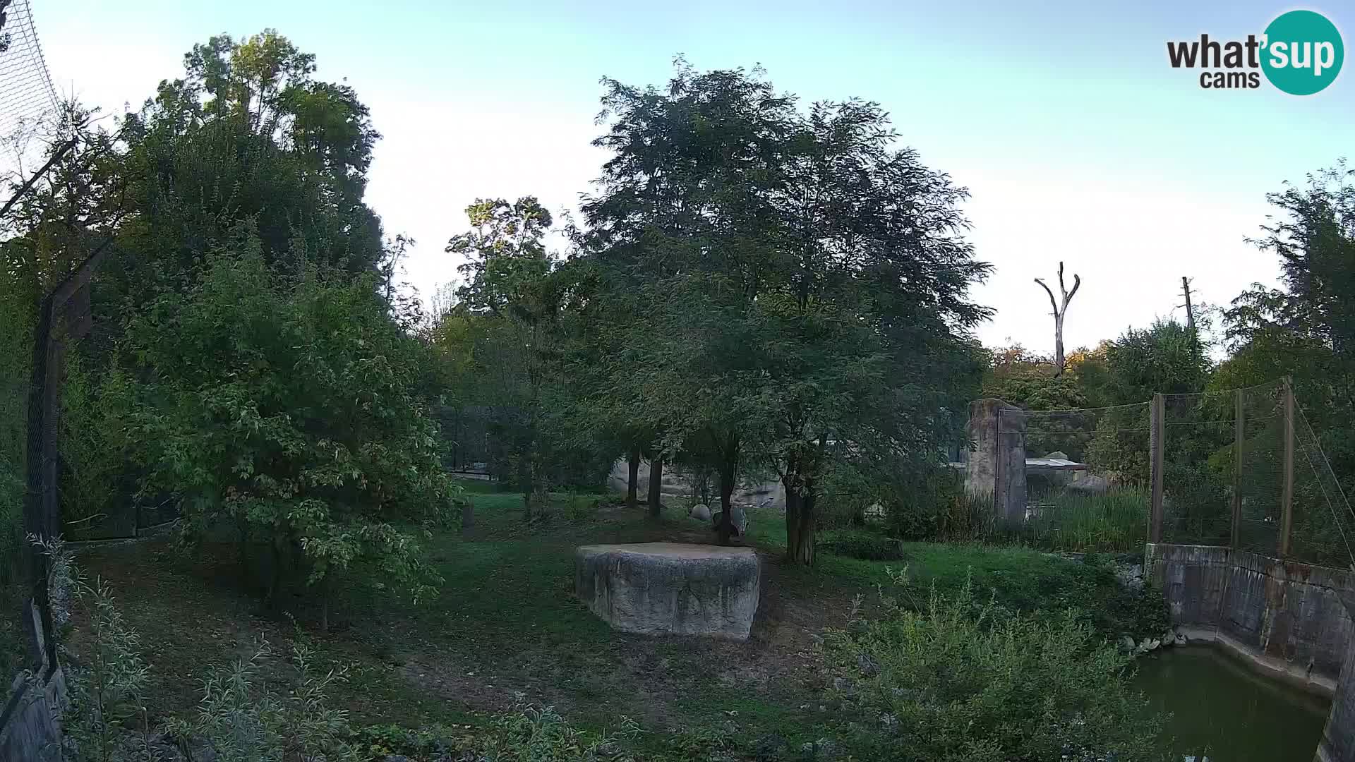 Zoo Zagreb – Lavovi