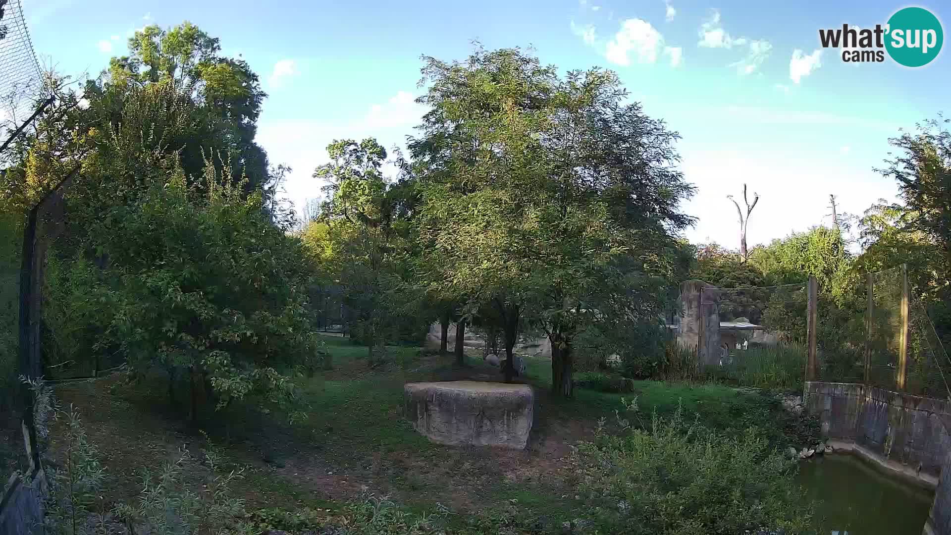 Zoo Zagreb – Lavovi