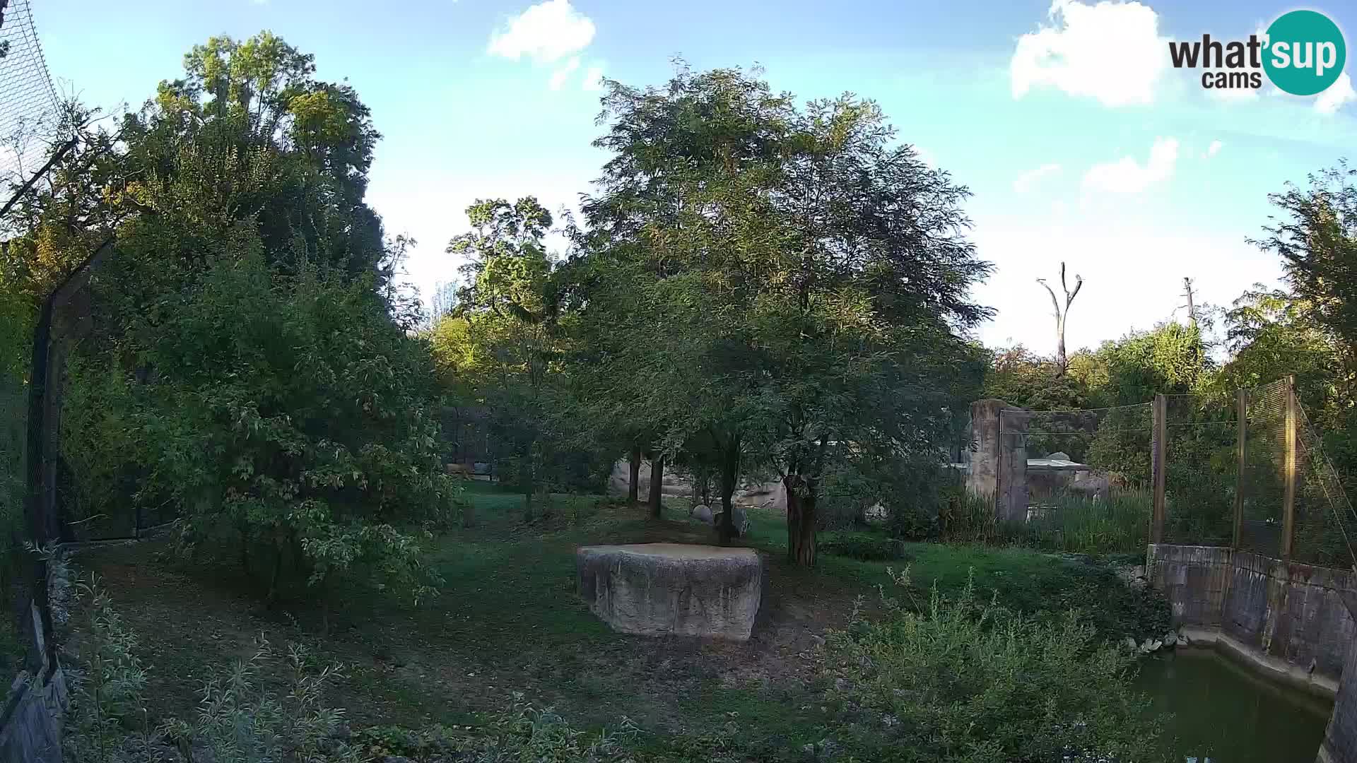Zoo Zagreb – Lion