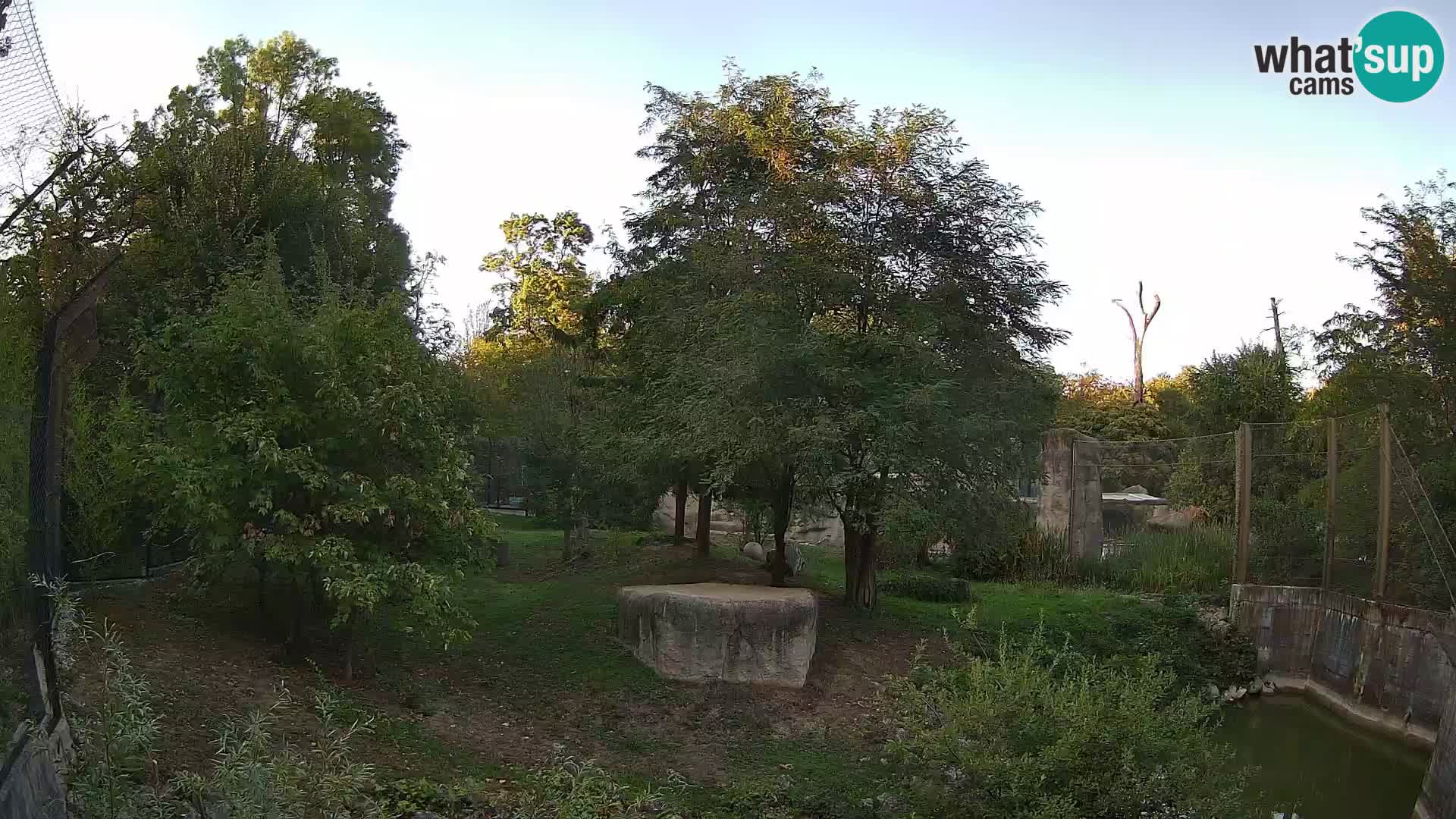 Zoo Zagreb – Lion