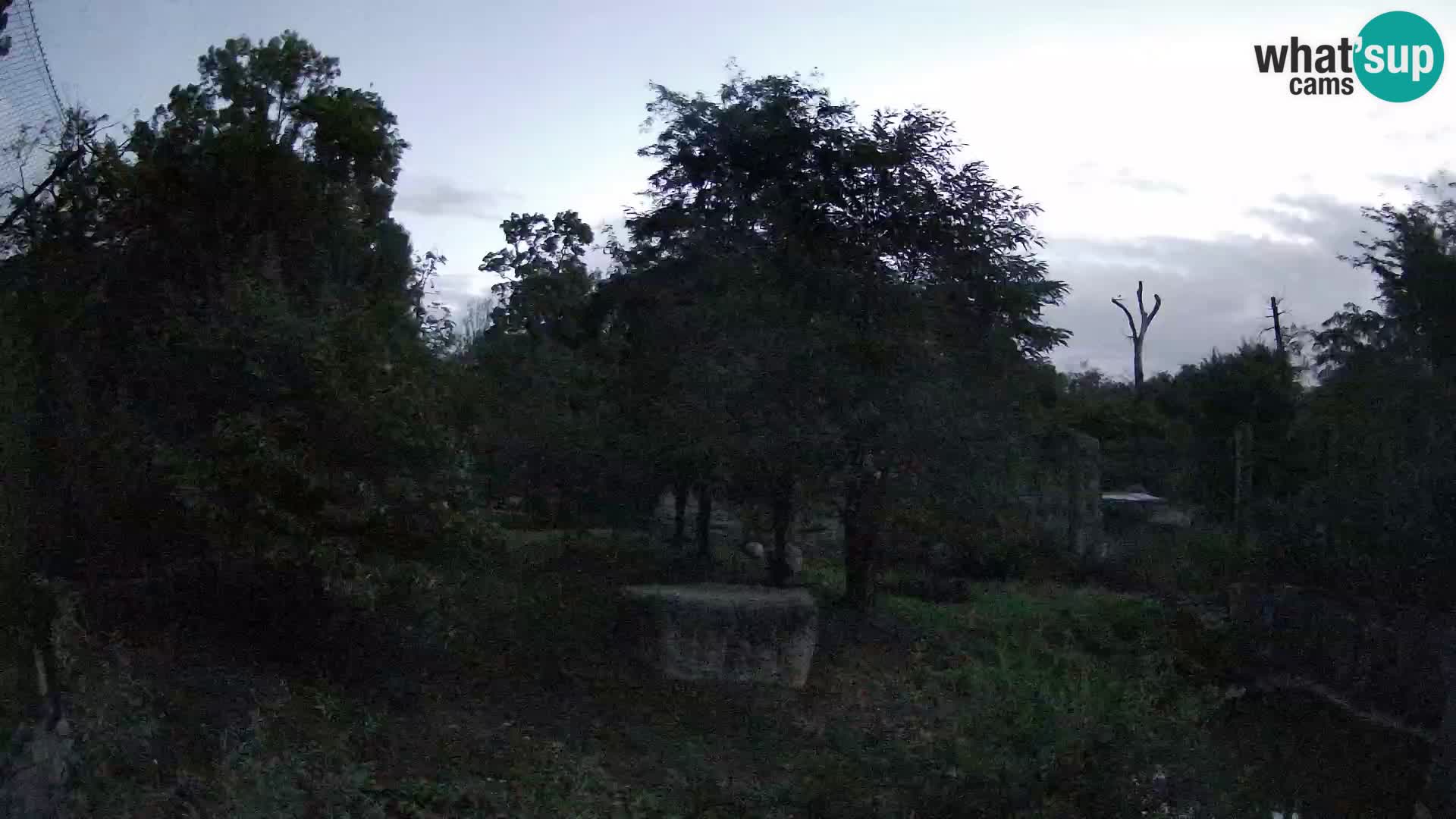 Zoo Zagreb – Löwen