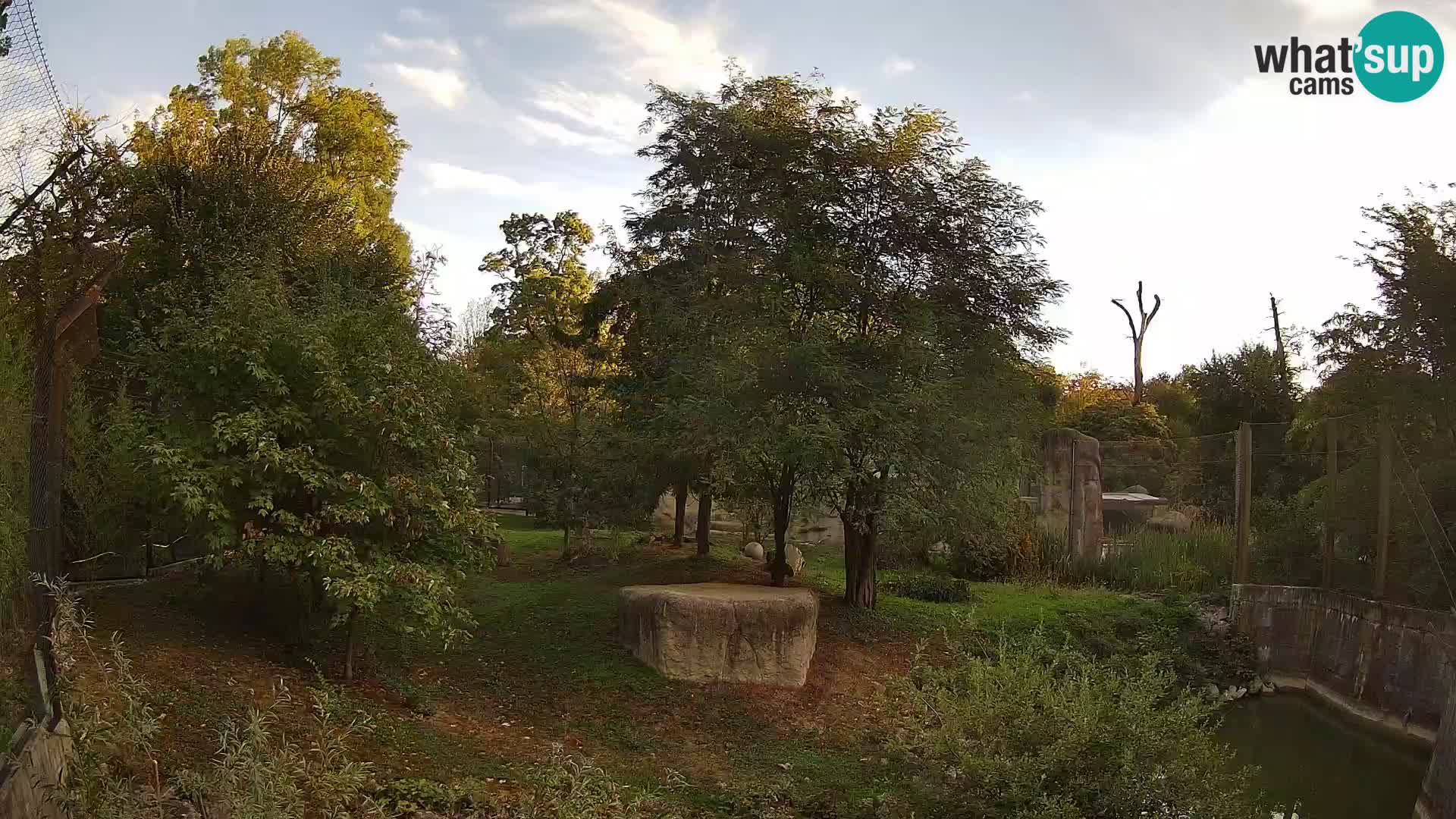 Zoo Zagreb – Lion