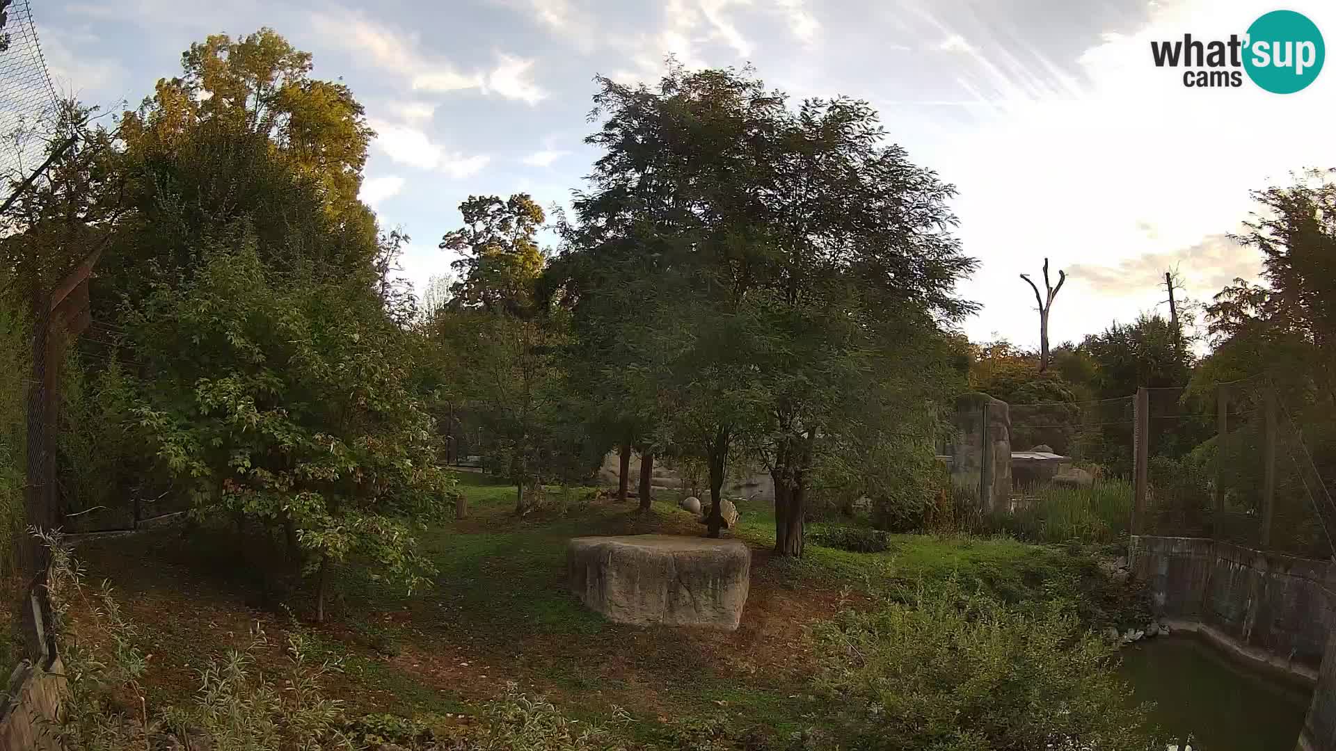 Zoo Zagreb – Lion
