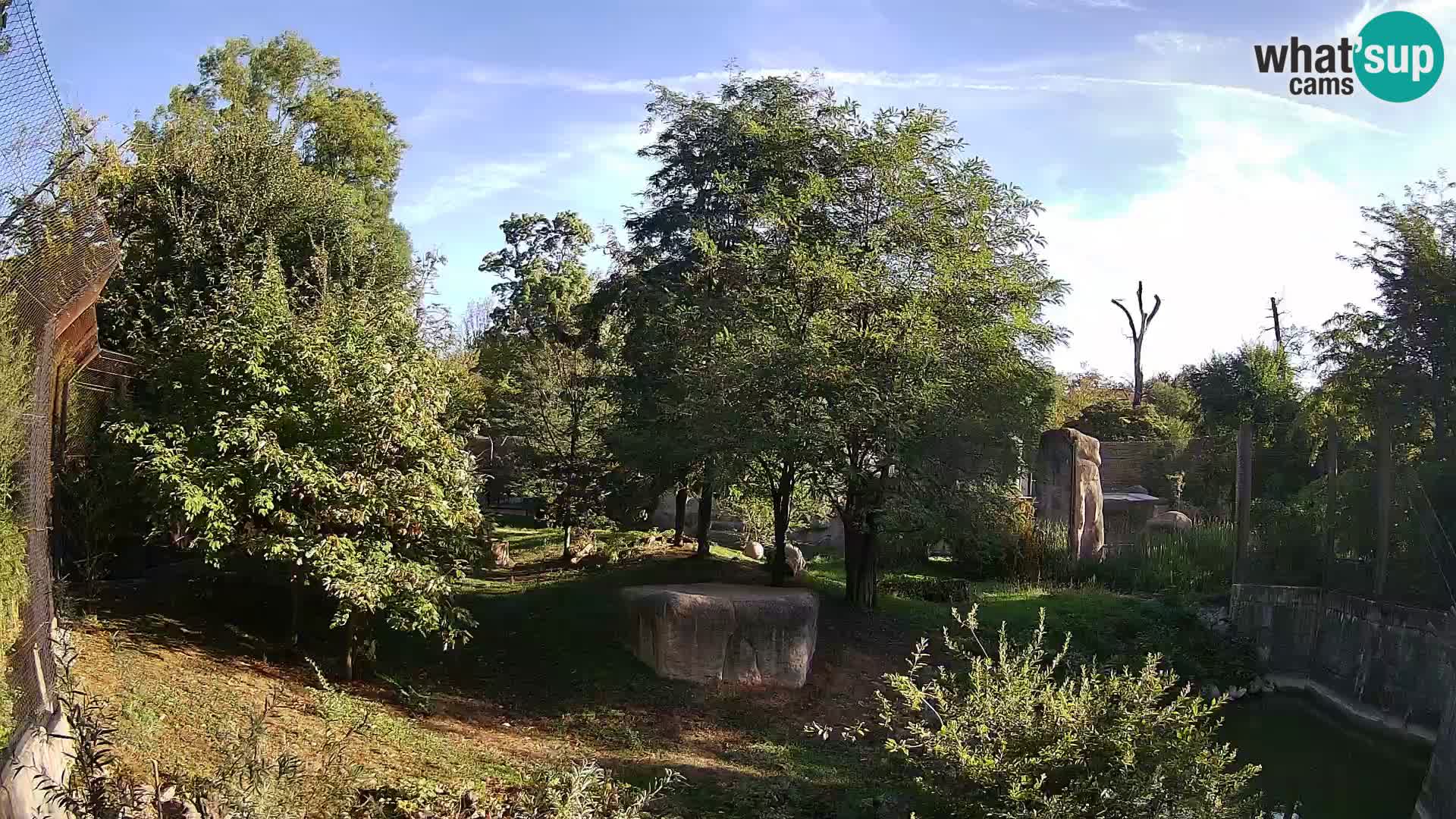 Zoo Zagreb – Lavovi