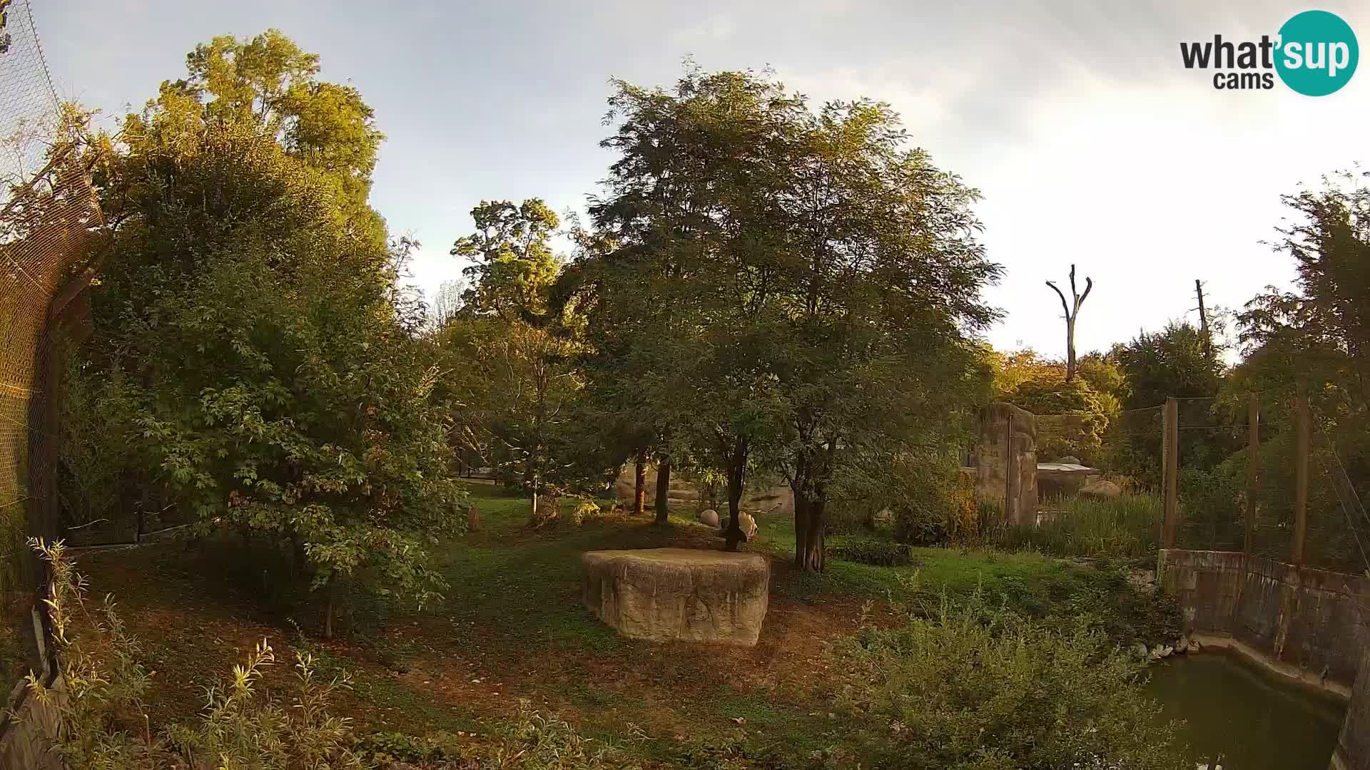 Zoo Zagreb – Lavovi
