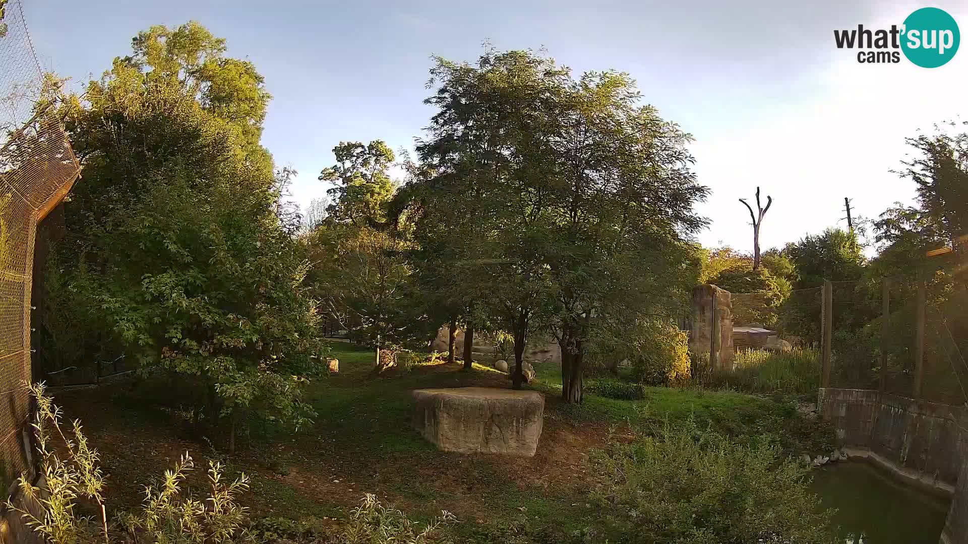 Zoo Zagreb – Lion