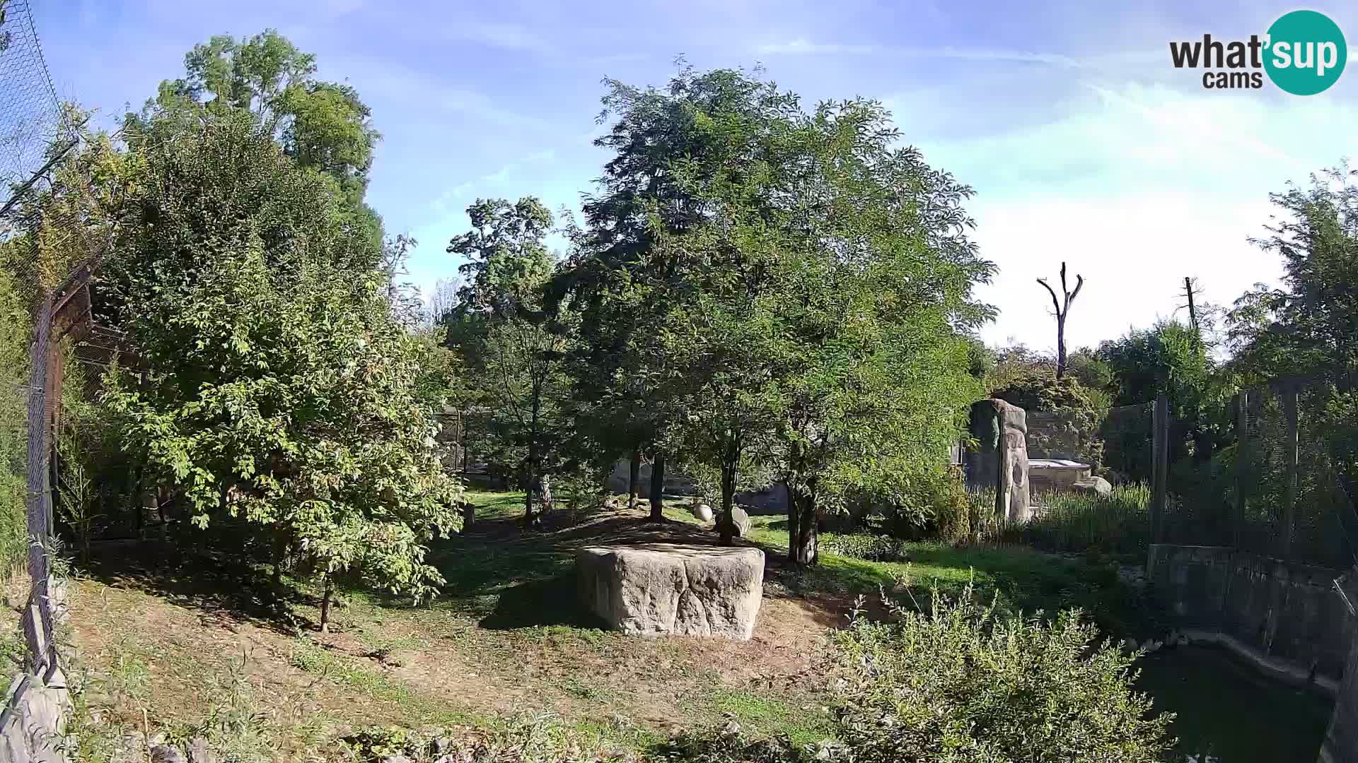 Zoo Zagreb – Lion
