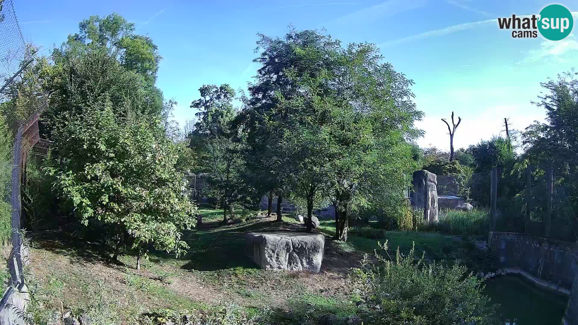 Zoo Zagreb – Lavovi