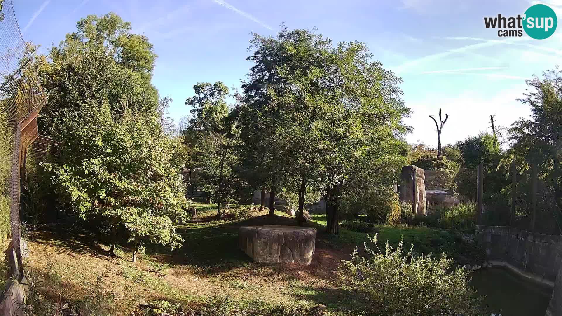 Zoo Zagreb – Lion