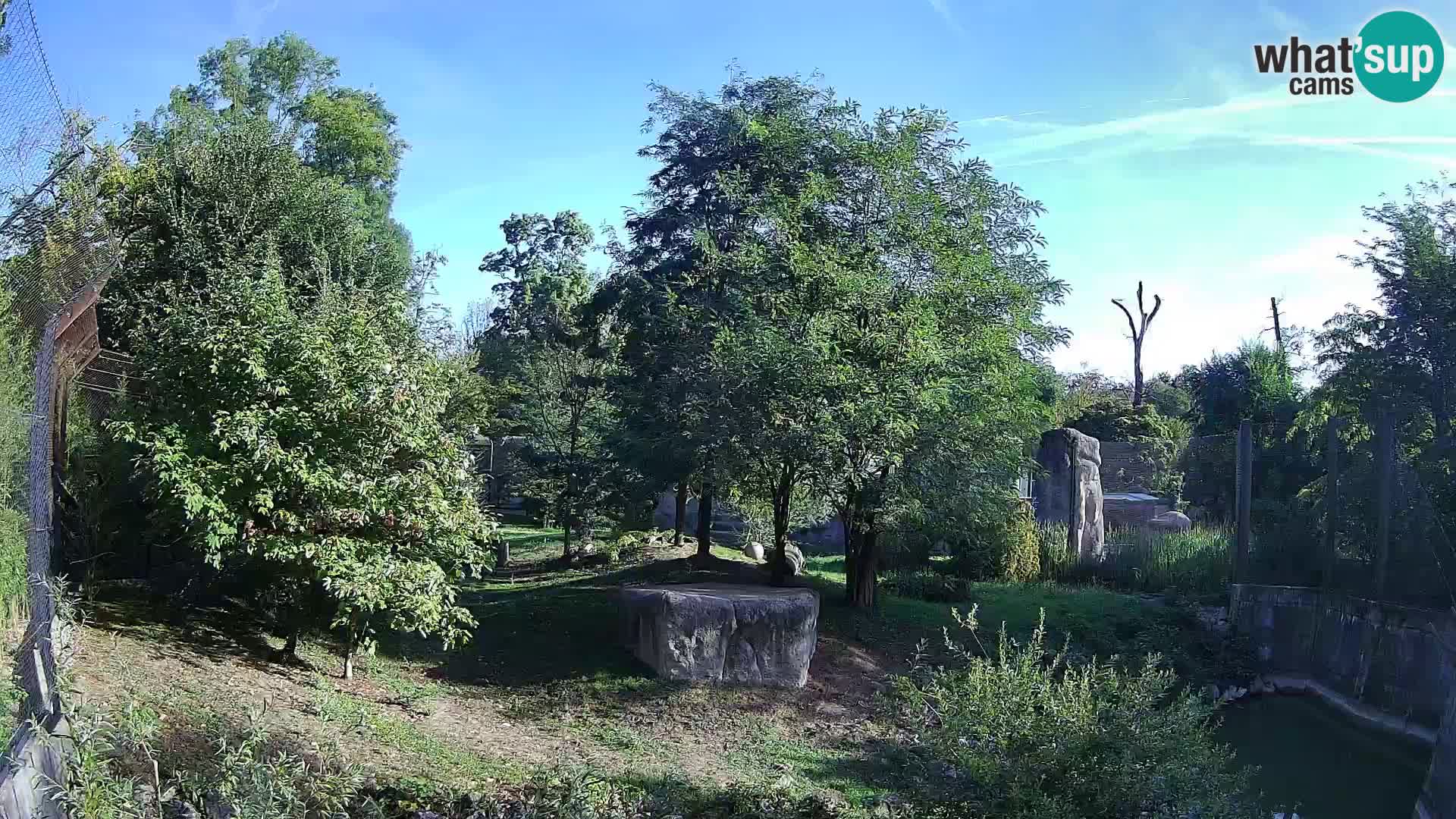 Zoo Zagreb – Leones
