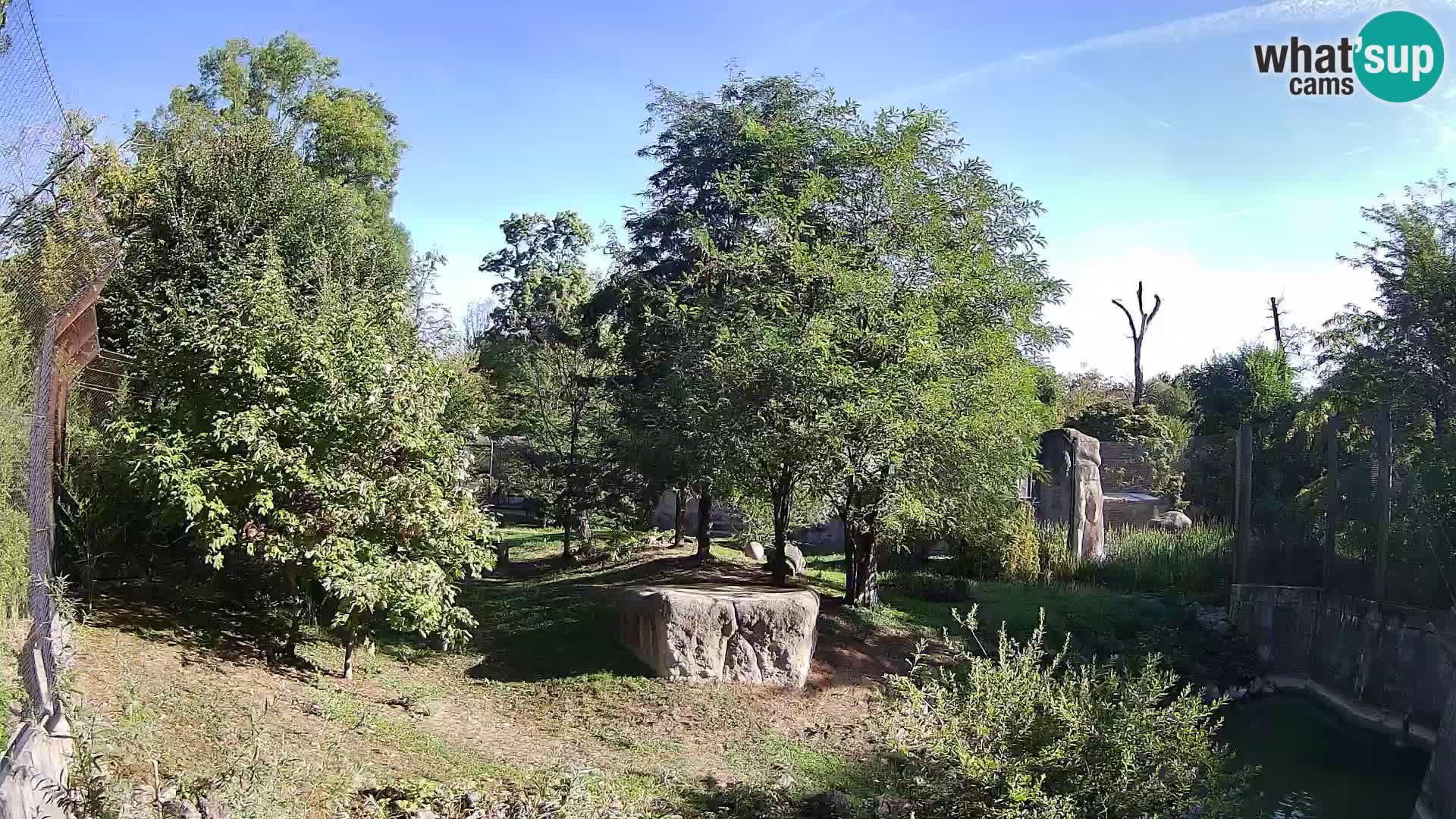 Zoo Zagreb – Leones