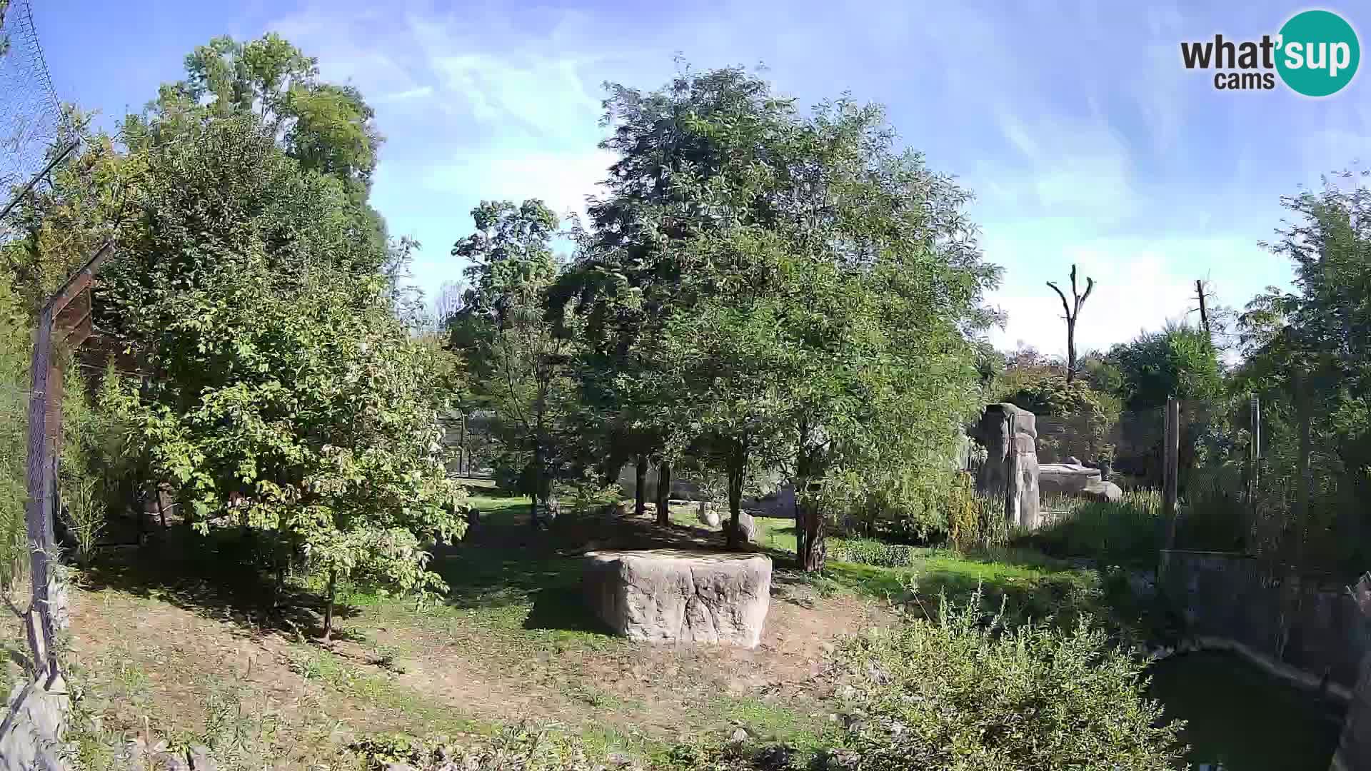 Zoo Zagreb – Lavovi