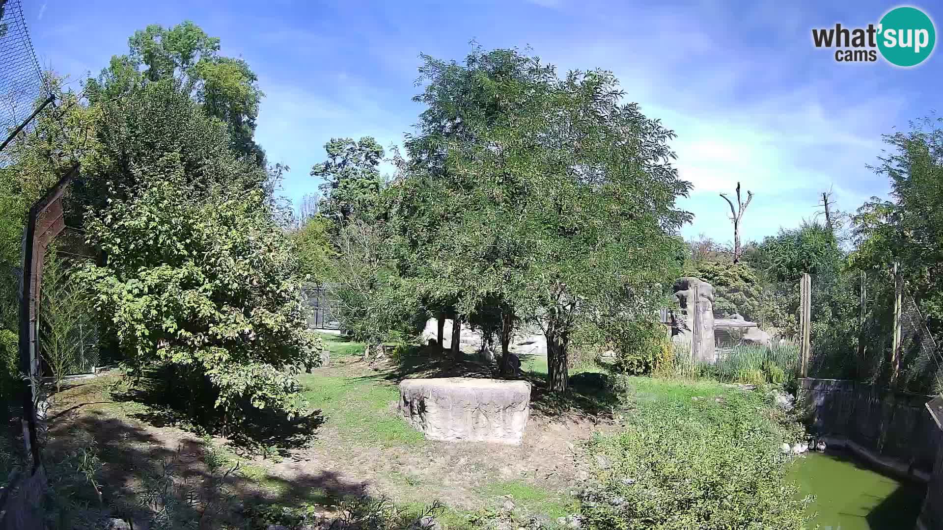Zoo Zagreb – Lavovi