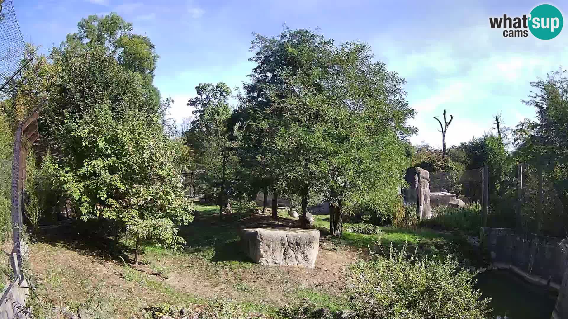 Zoo Zagreb – Lavovi