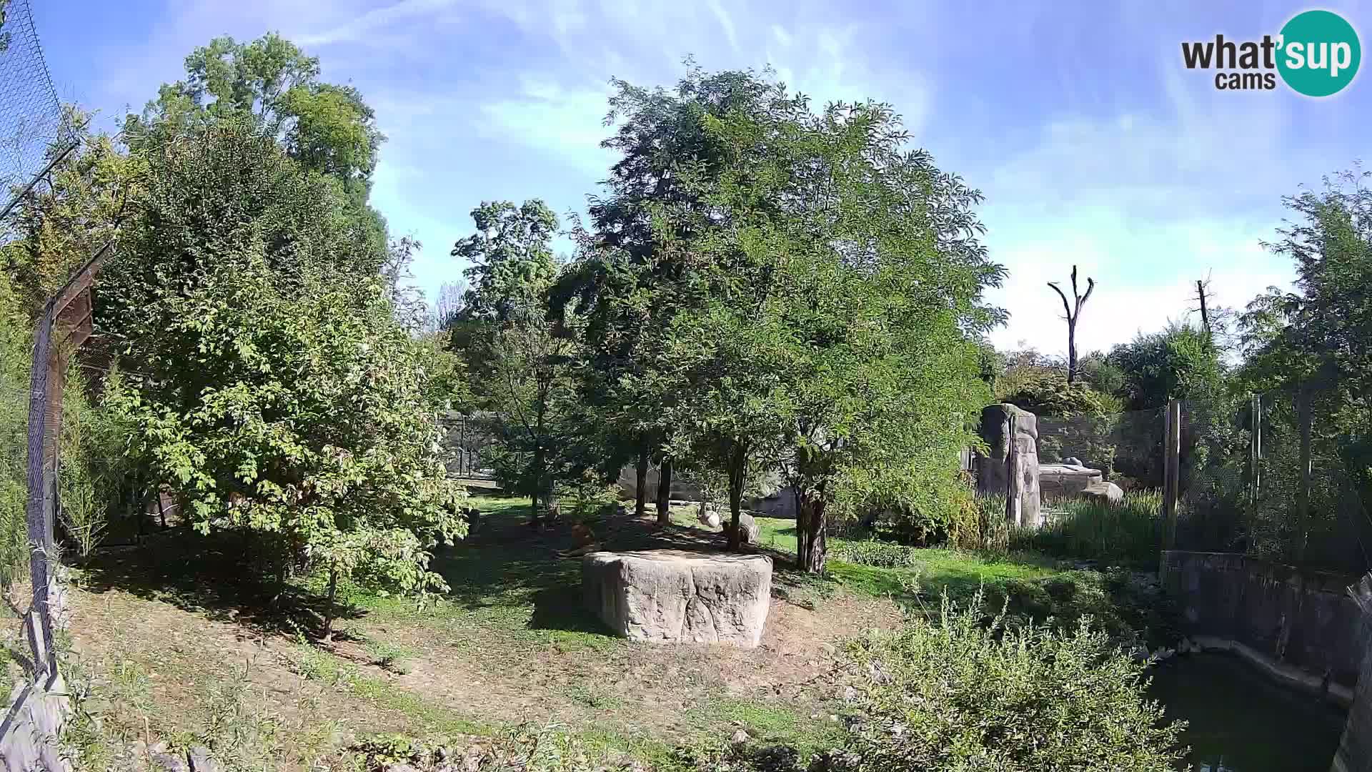 Zoo Zagreb – Leoni