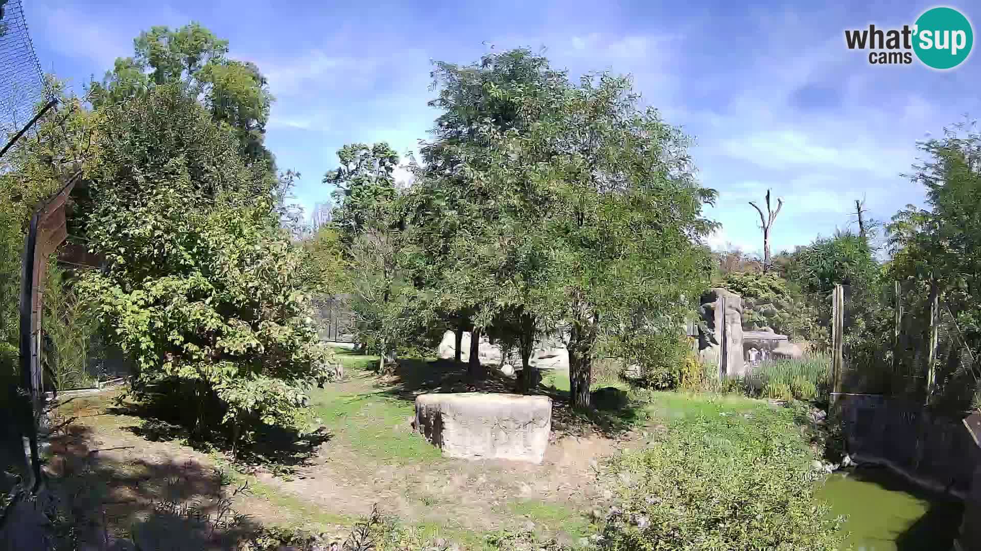 Zoo Zagreb – Lavovi