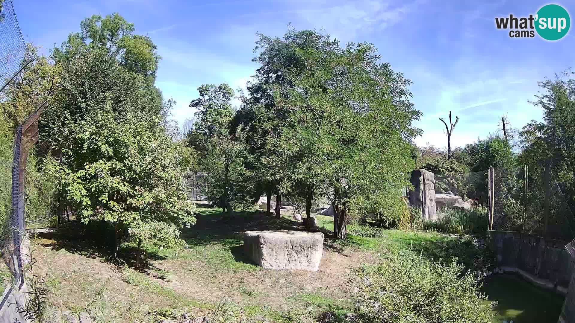 Zoo Zagreb – Lion