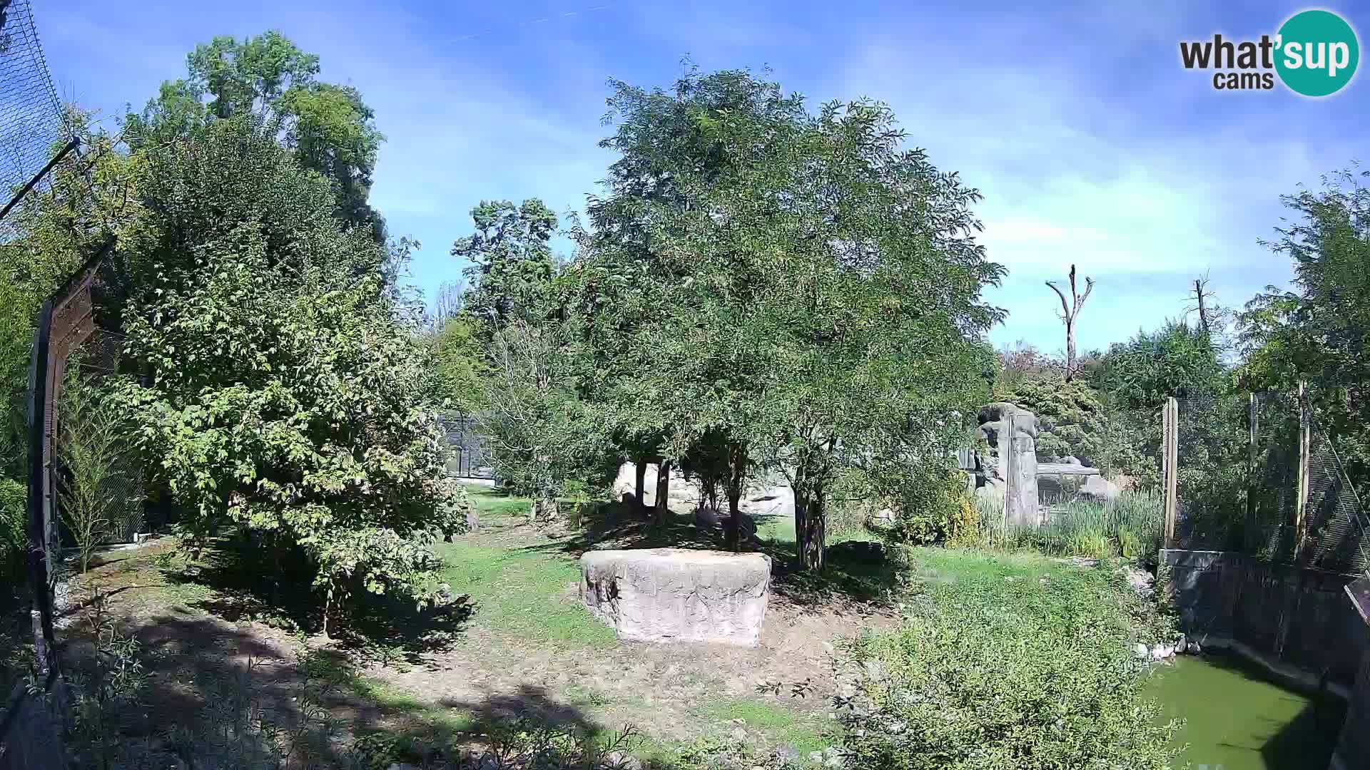 Zoo Zagreb – Leones