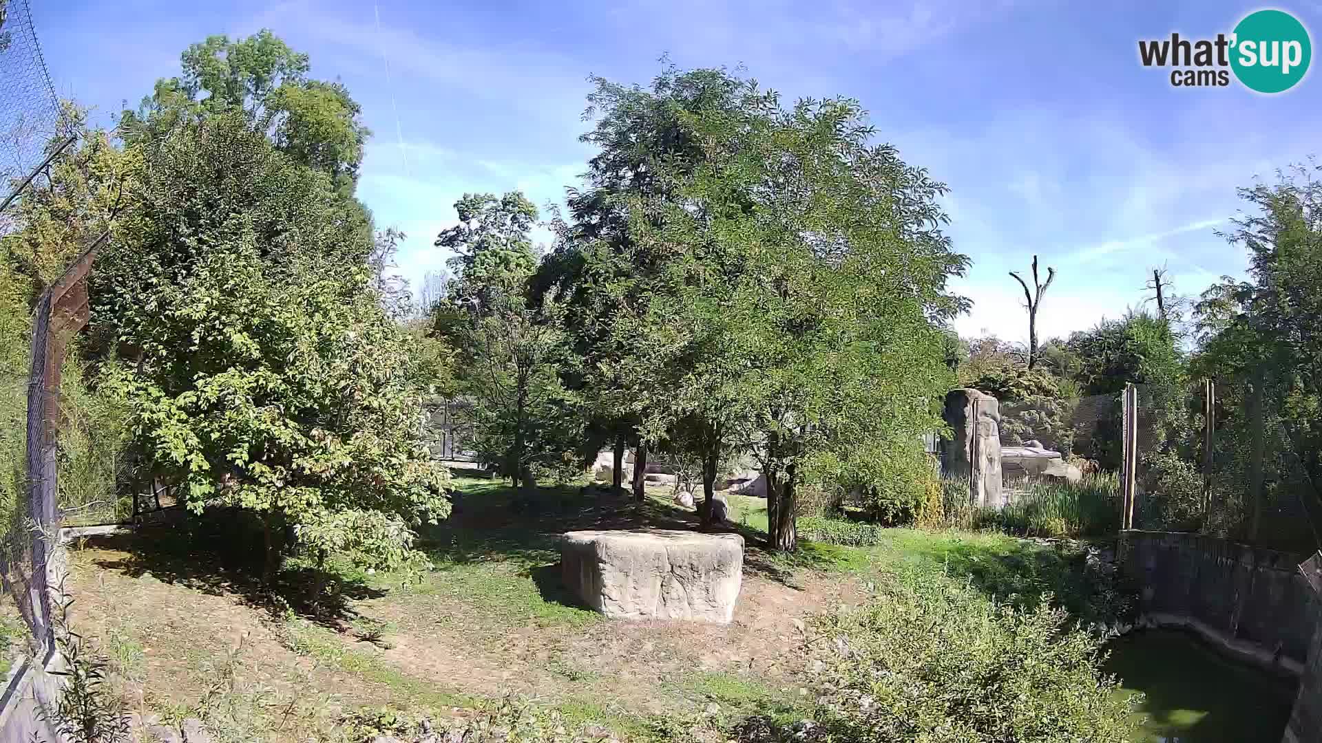 Spletna kamera Zoo Zagreb – Levi