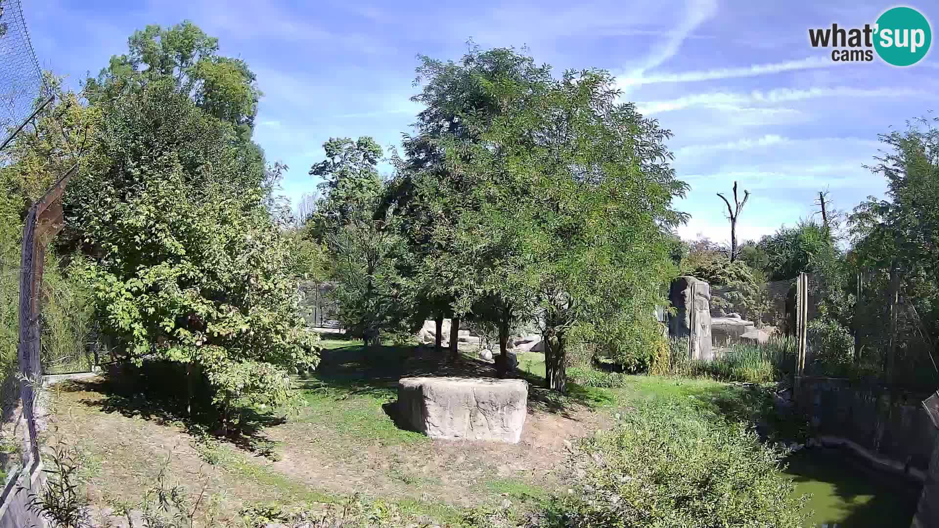 Zoo Zagreb – Lion