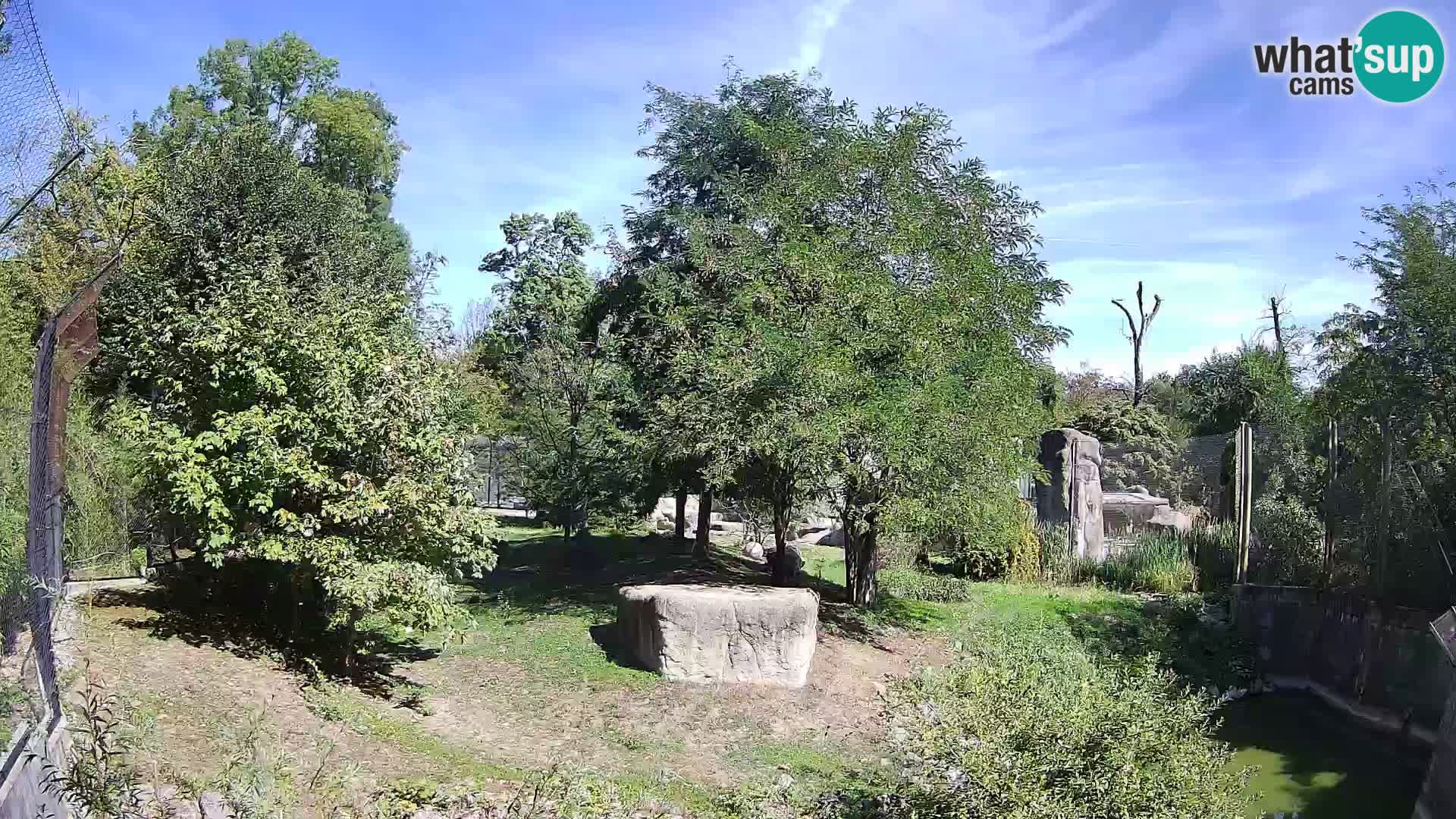 Spletna kamera Zoo Zagreb – Levi