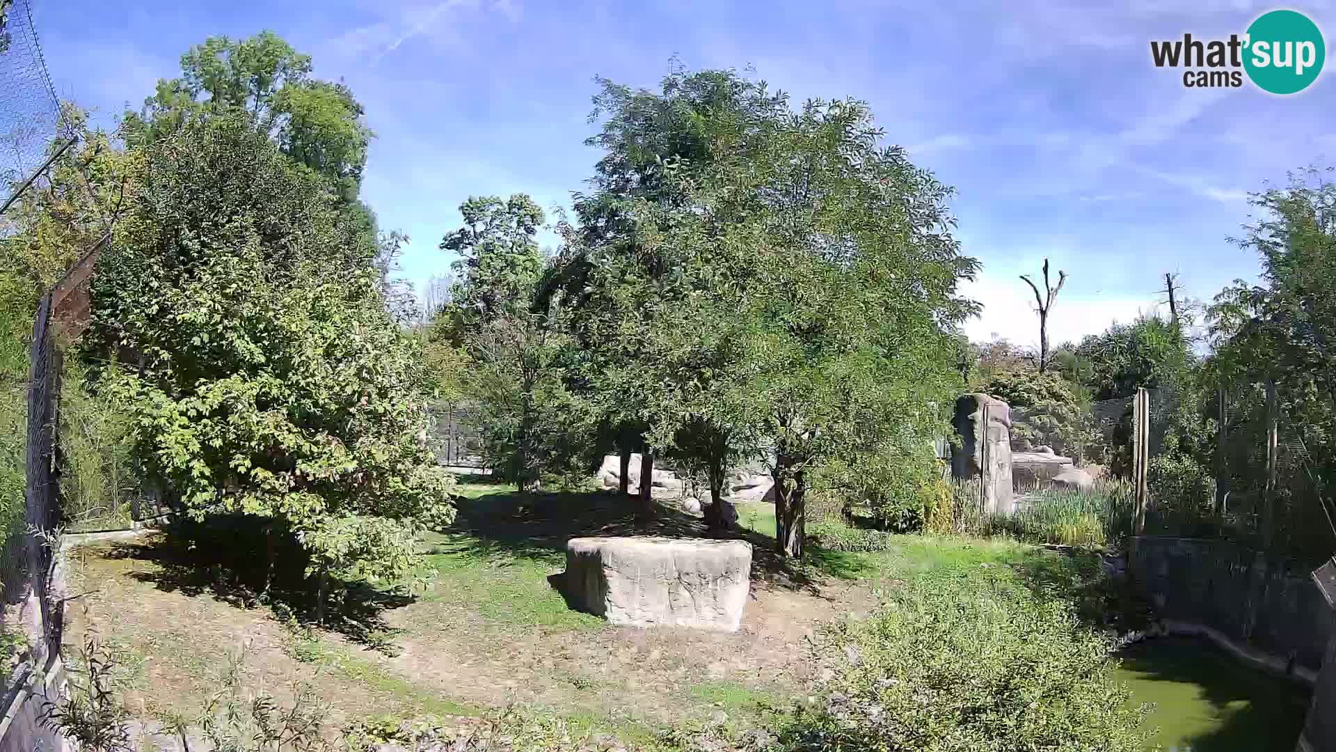 Zoo Zagreb – Lavovi