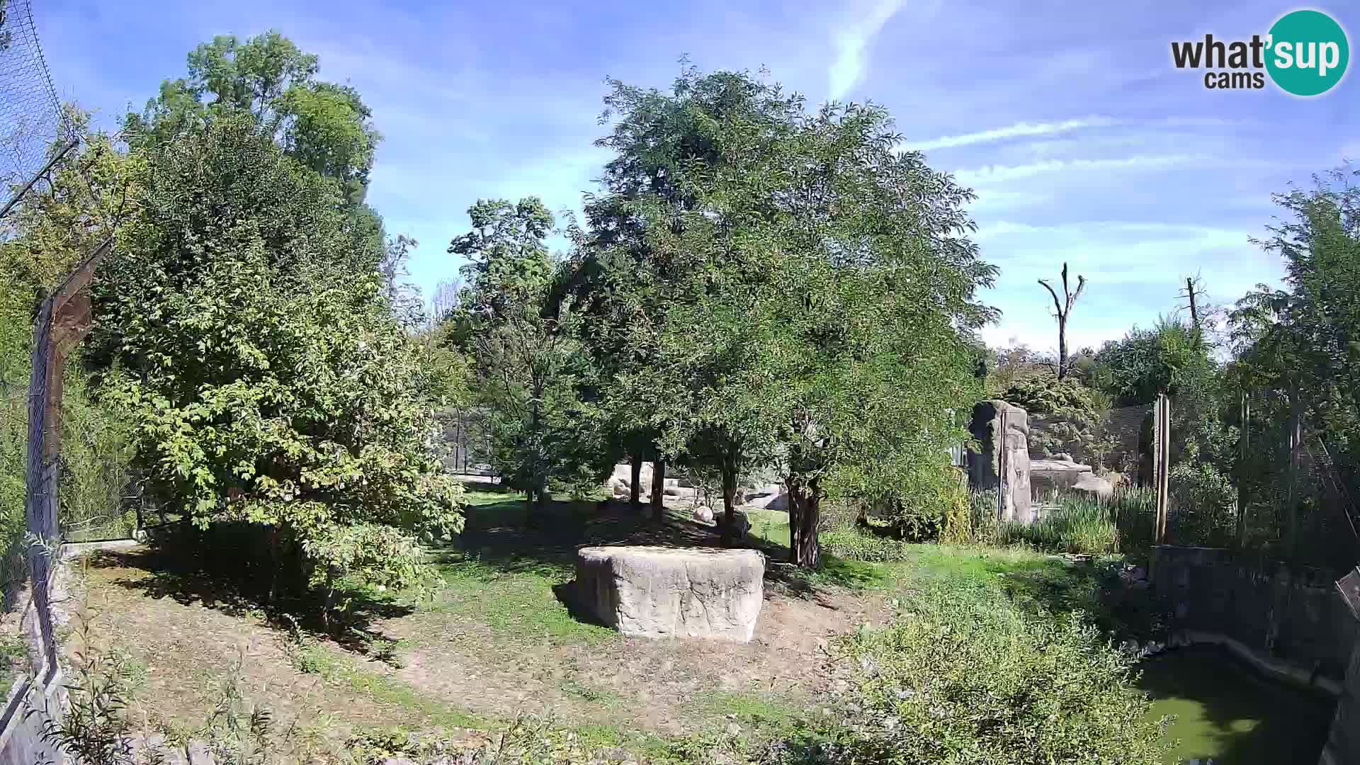 Zoo Zagreb – Lavovi