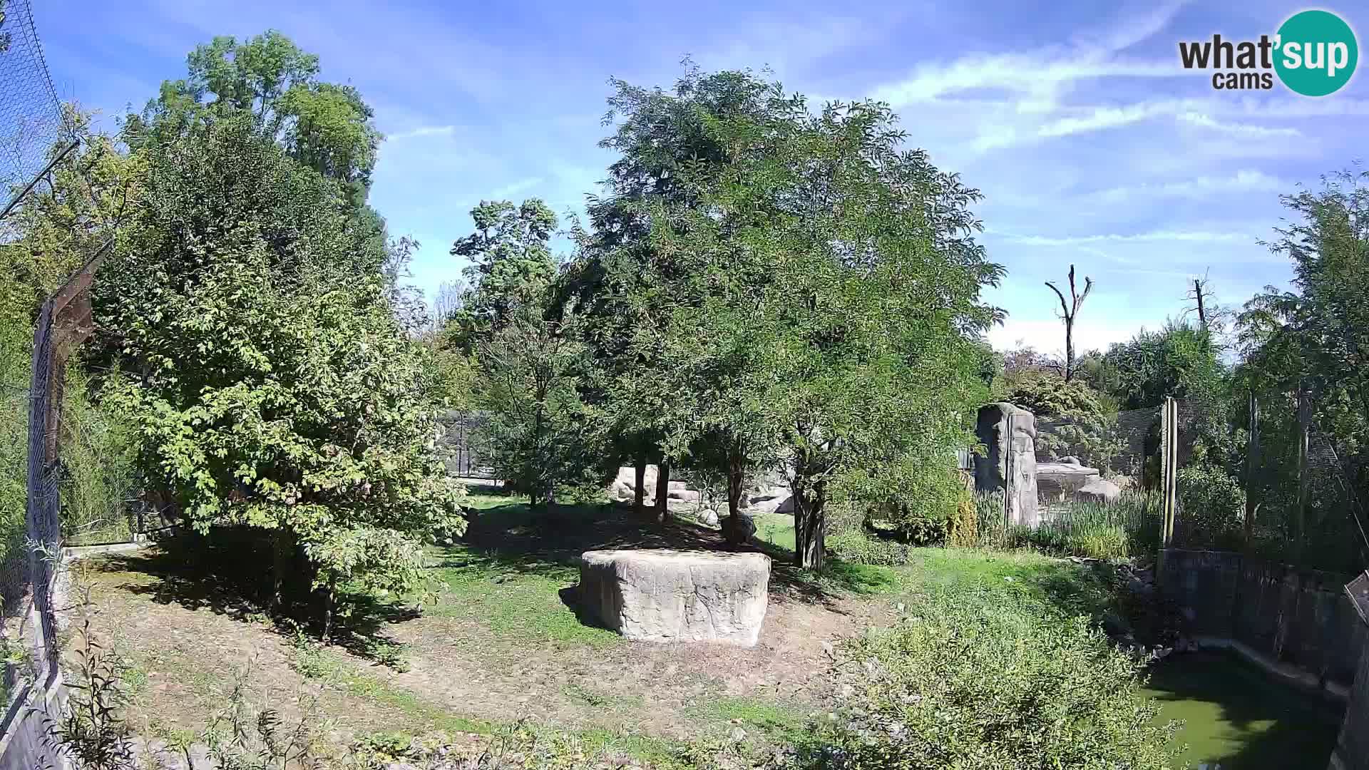 Zoo Zagreb – Lavovi