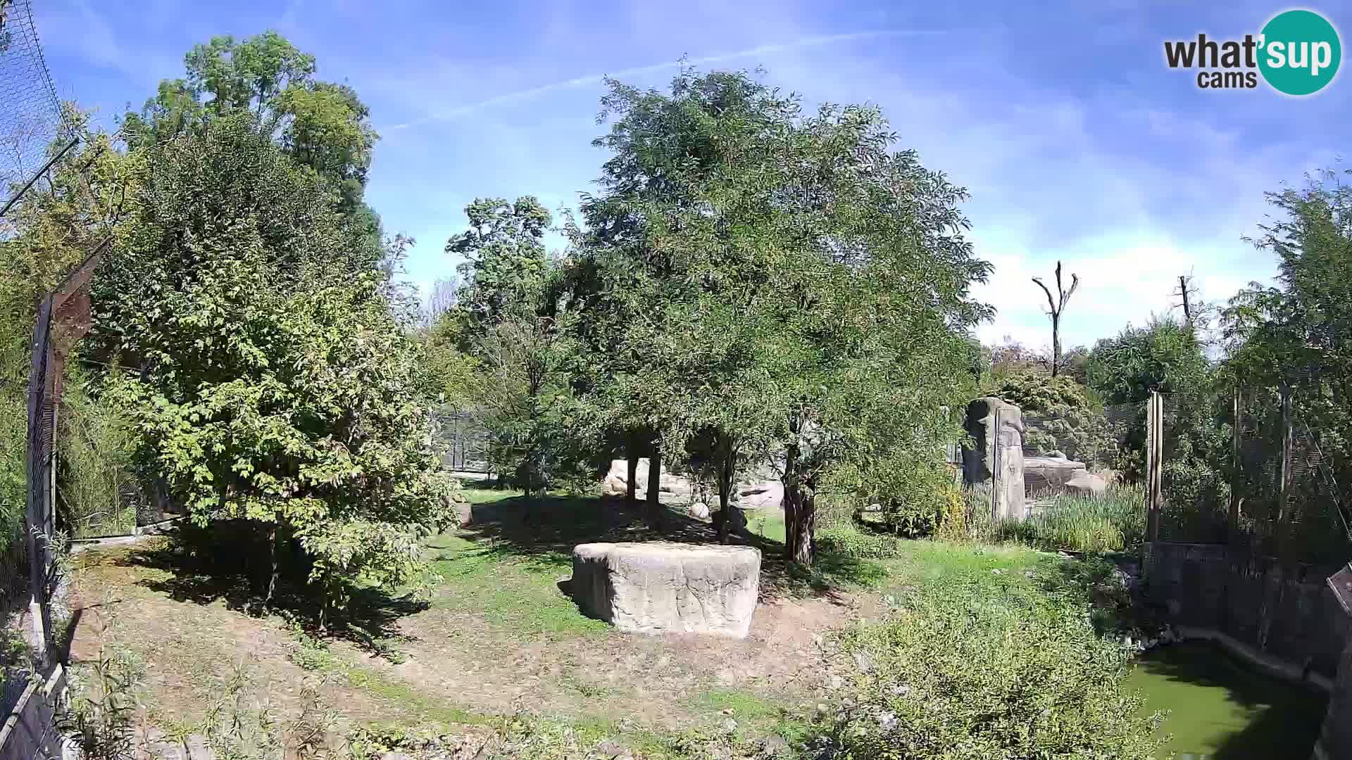 Zoo Zagreb – Leones