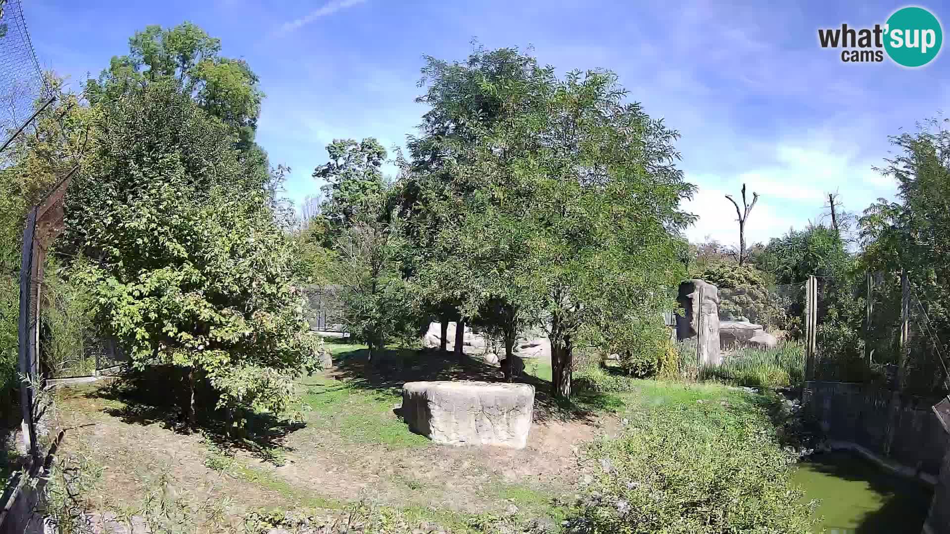 Zoo Zagreb – Lion
