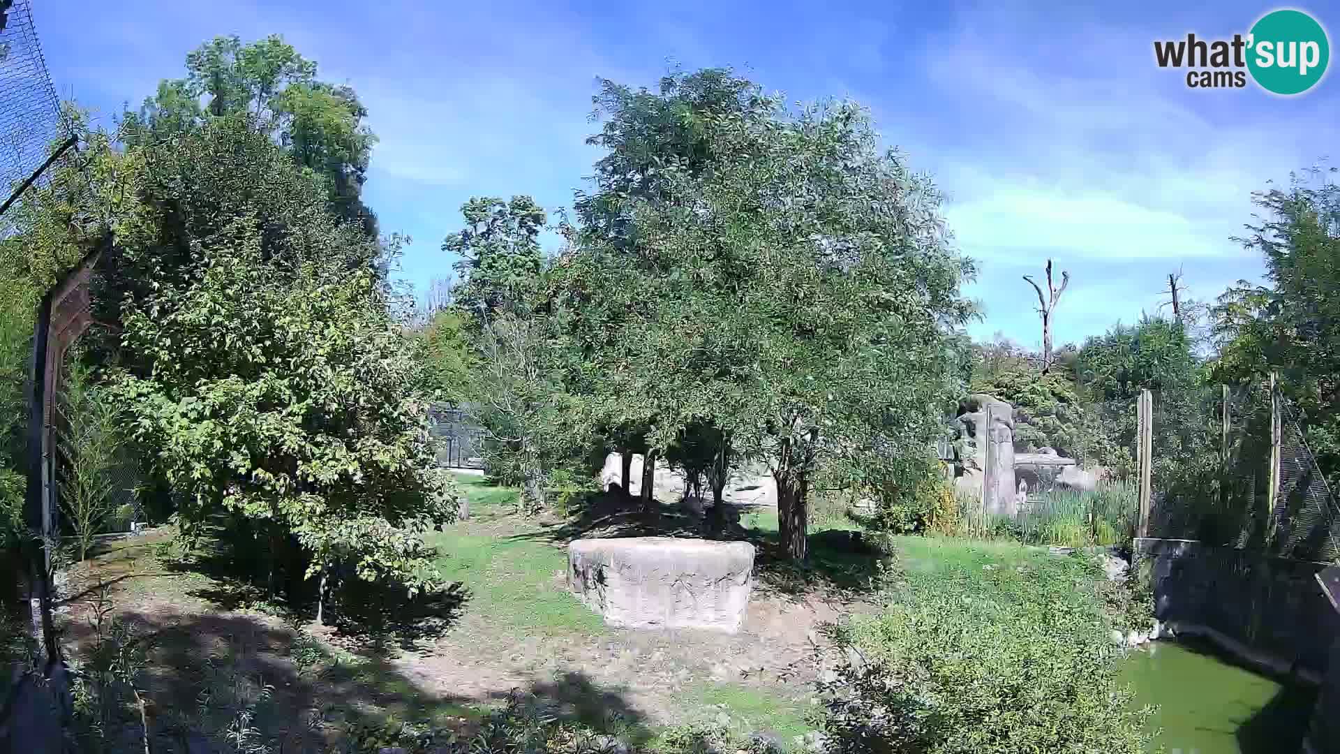 Zoo Zagreb – Leoni