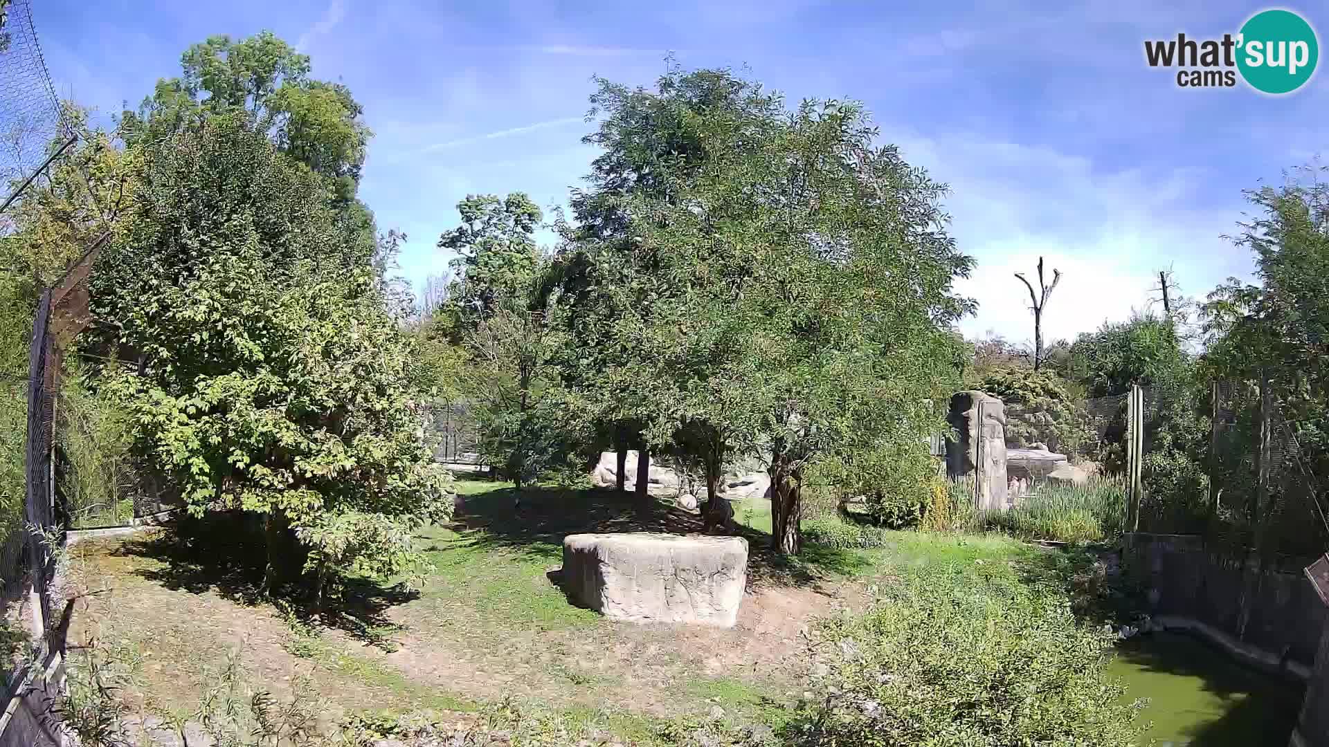 Zoo Zagreb – Lavovi