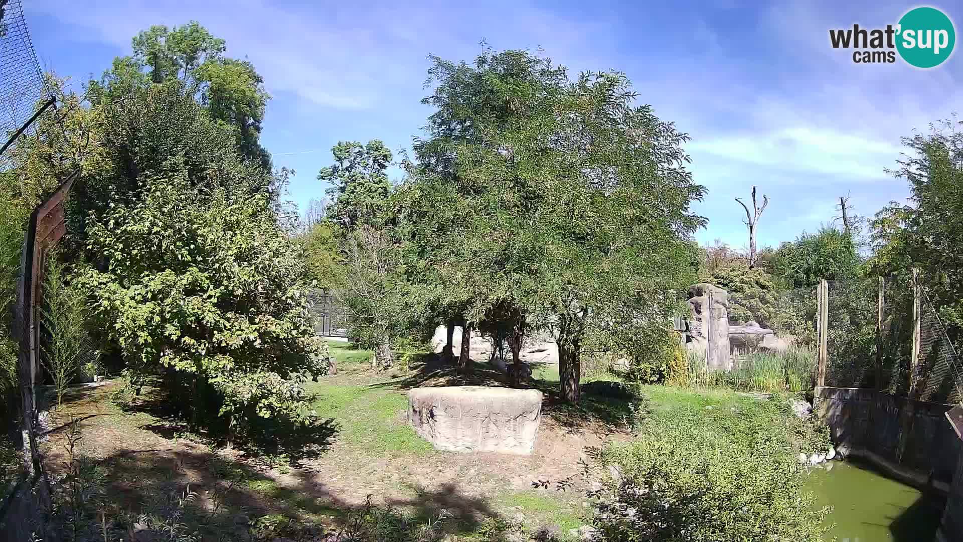 Zoo Zagreb – Leoni