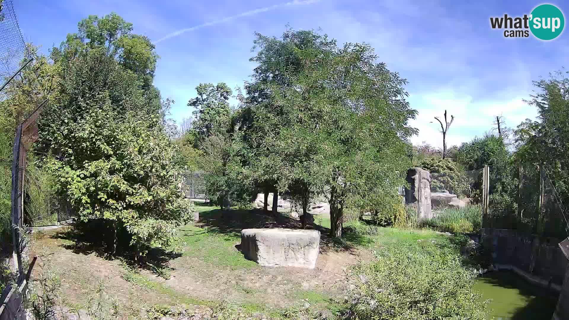 Zoo Zagreb – Leoni