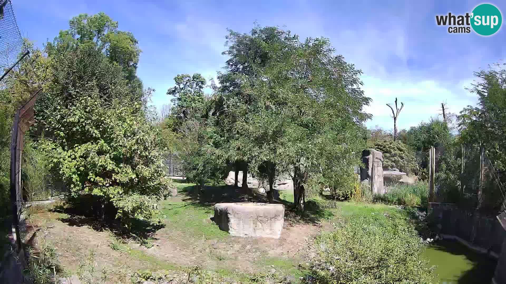 Zoo Zagreb – Lavovi