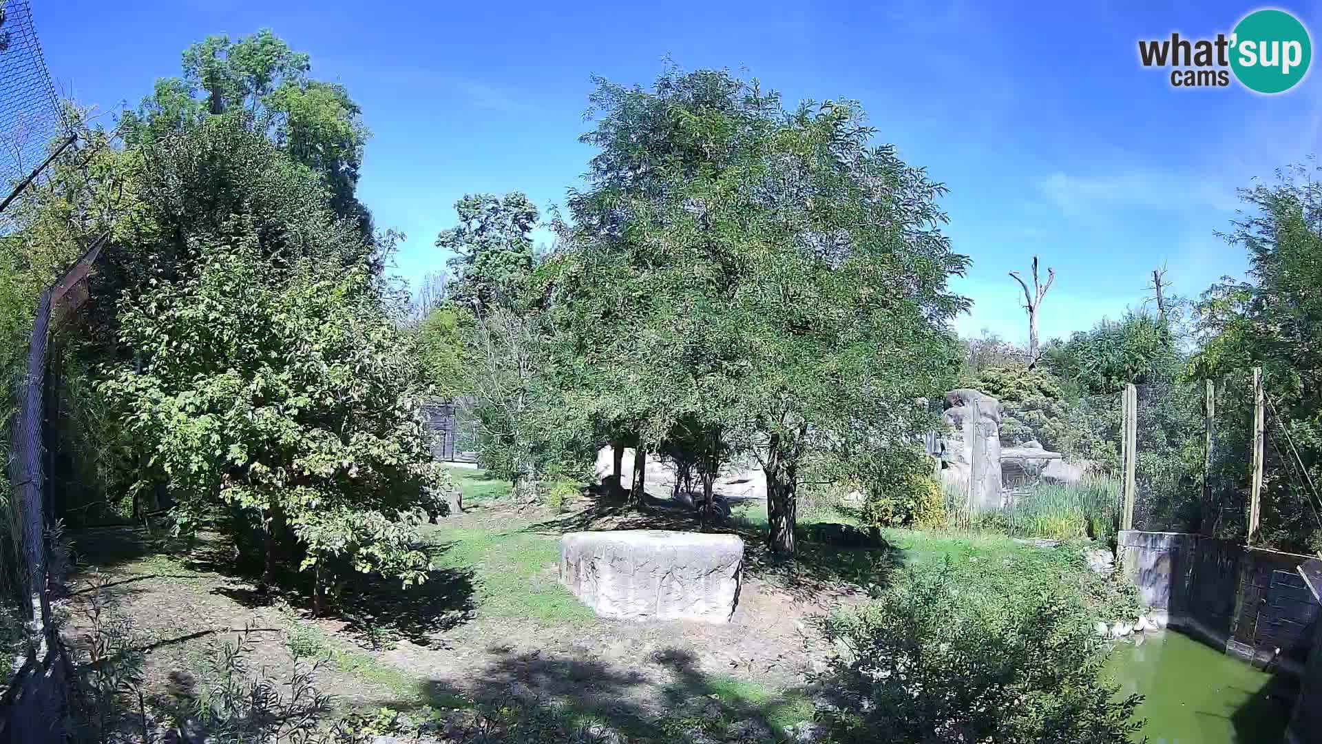 Zoo Zagreb – Lavovi