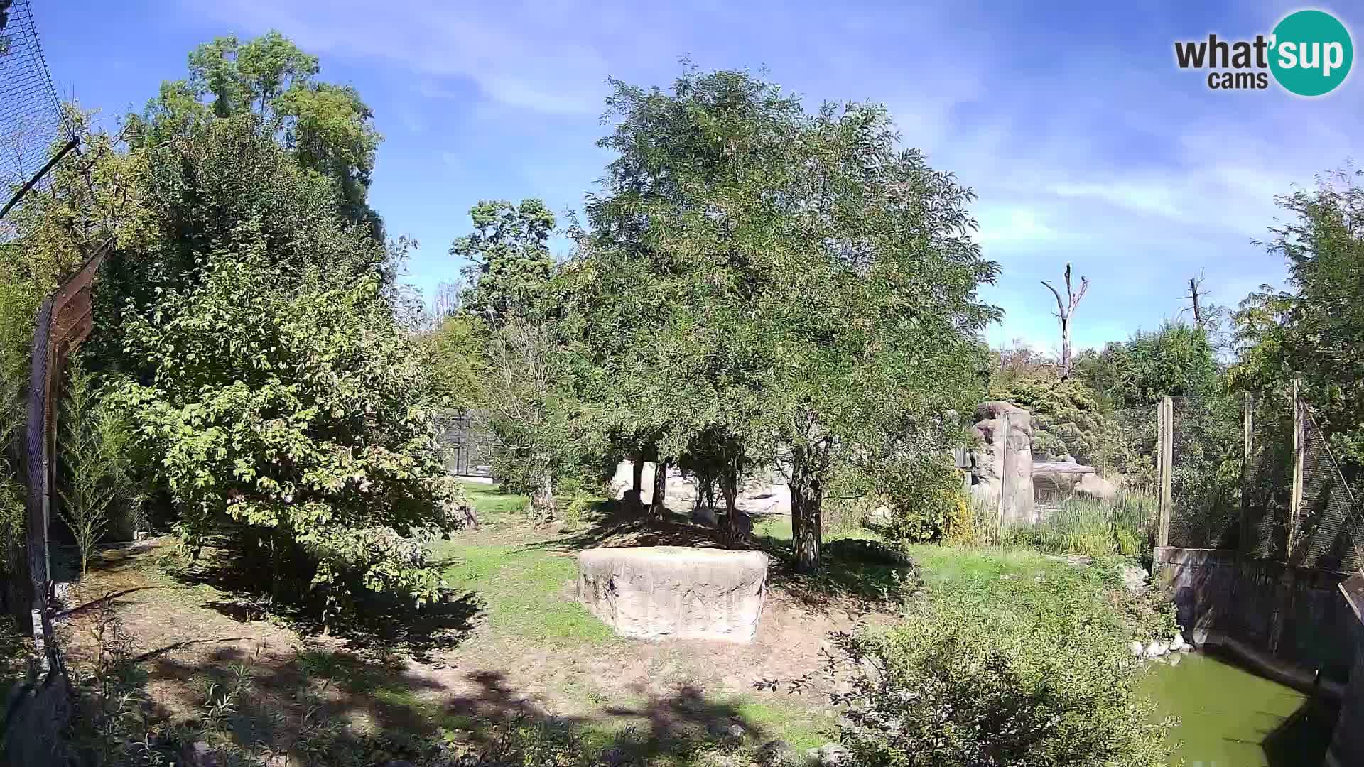 Zoo Zagreb – Leones