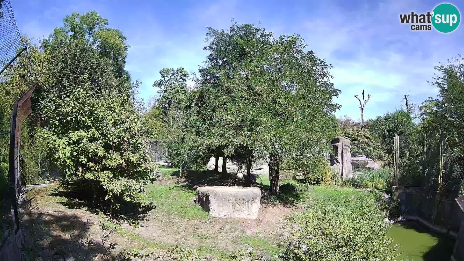Spletna kamera Zoo Zagreb – Levi
